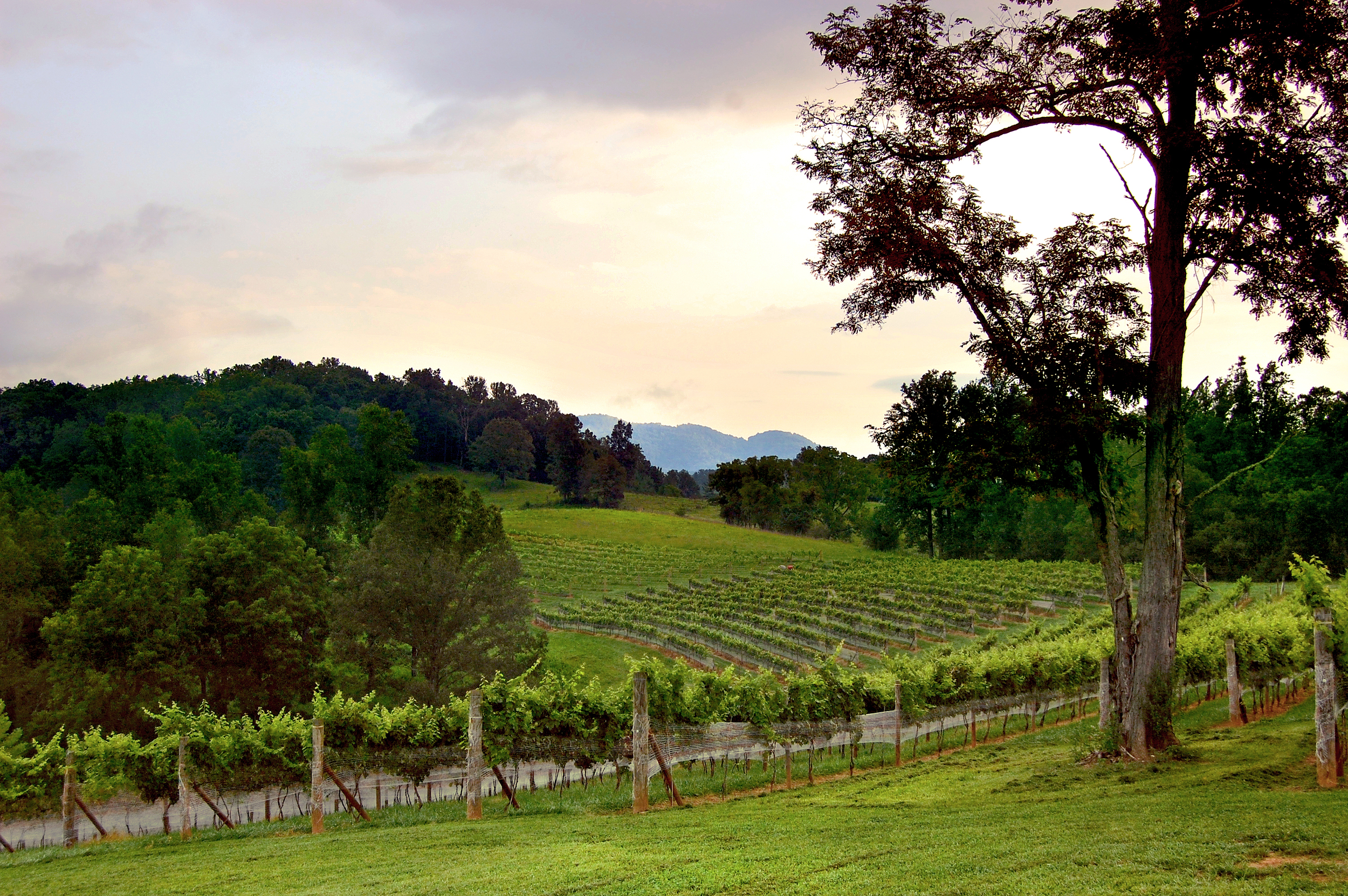 ABBA_AddisonFarmsVineyard_CountrySidejpg (1).jpg