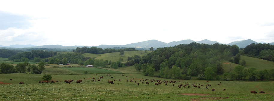 bisonlandscape.jpg