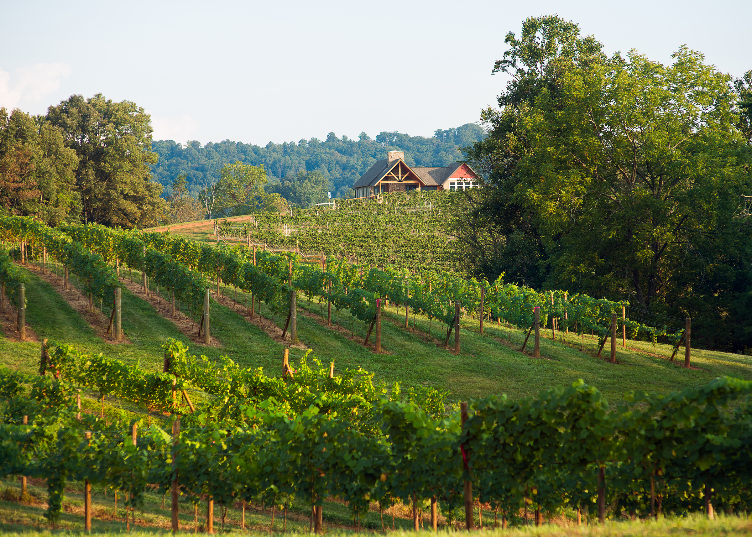 Addison Farms Vineyards