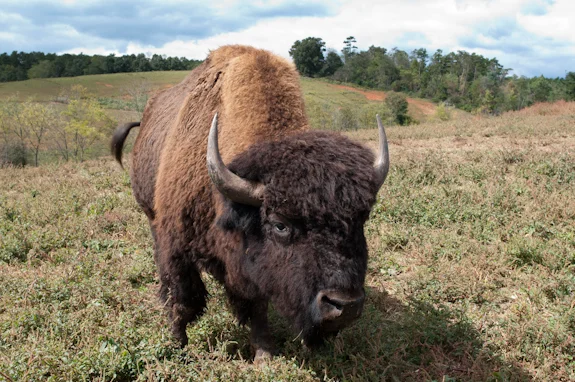 Dr: King's: Carolina Bison