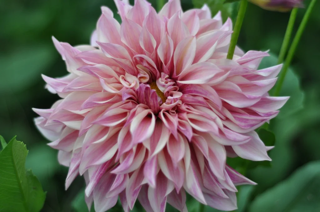 dahlia15cafeaulait.jpg