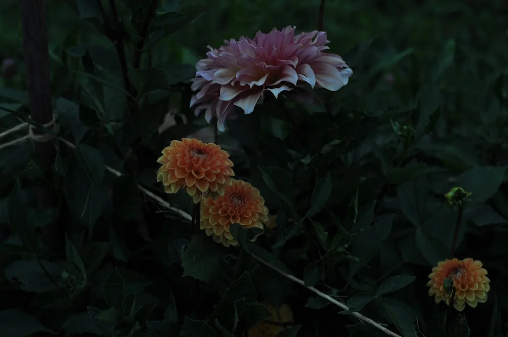 nightdahlia15.jpg
