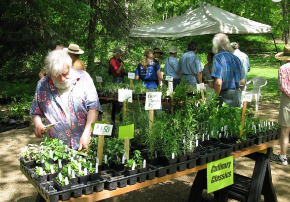 Sandy Mush Herb Nursery Asheville Botanical Gardens Plant Sale