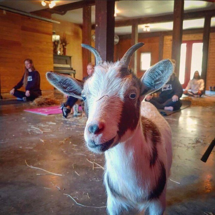 Make sure to check out the public goat yoga sessions at Franny&rsquo;s Farm on December 18th and remember you can always book a private group session. 🧎🏽
&bull;
&bull;
&bull;
#yoga #goat #goatyoga #farm #farmliving
