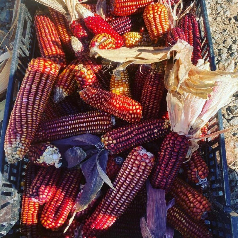 Red tuxepeno corn crop from @gaininggroundfarm. 🌽