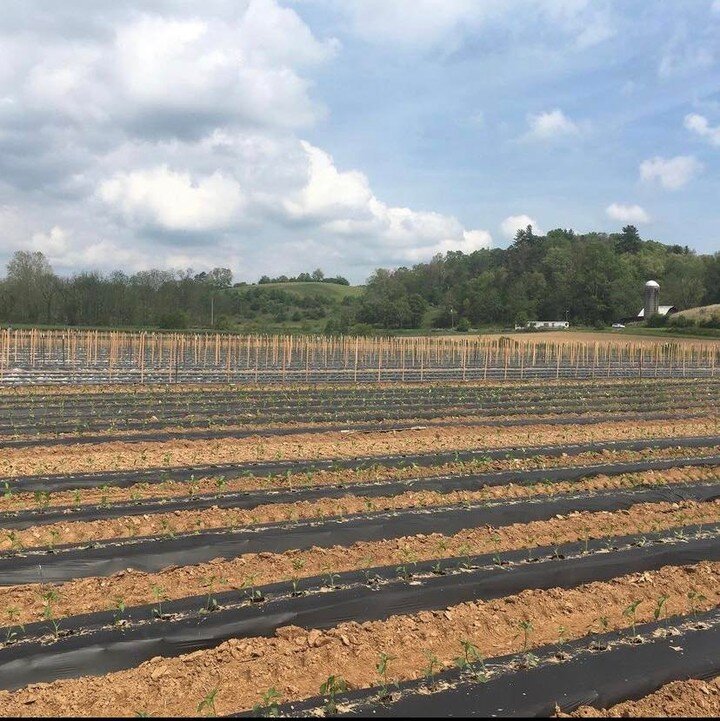 This cold weather has us reminiscing on warm spring planting. 🥬🥦
&bull;
&bull;
&bull;
#farm #spring #famrlife
