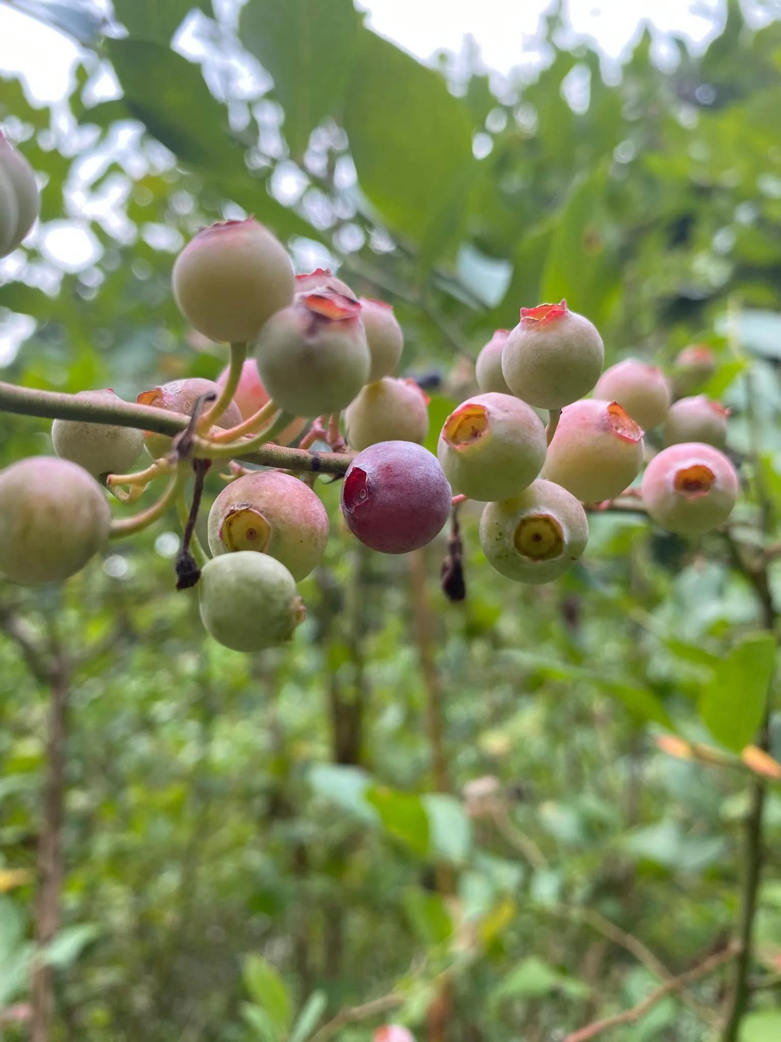 Berries Galore at Long Branch Environmental Education Center