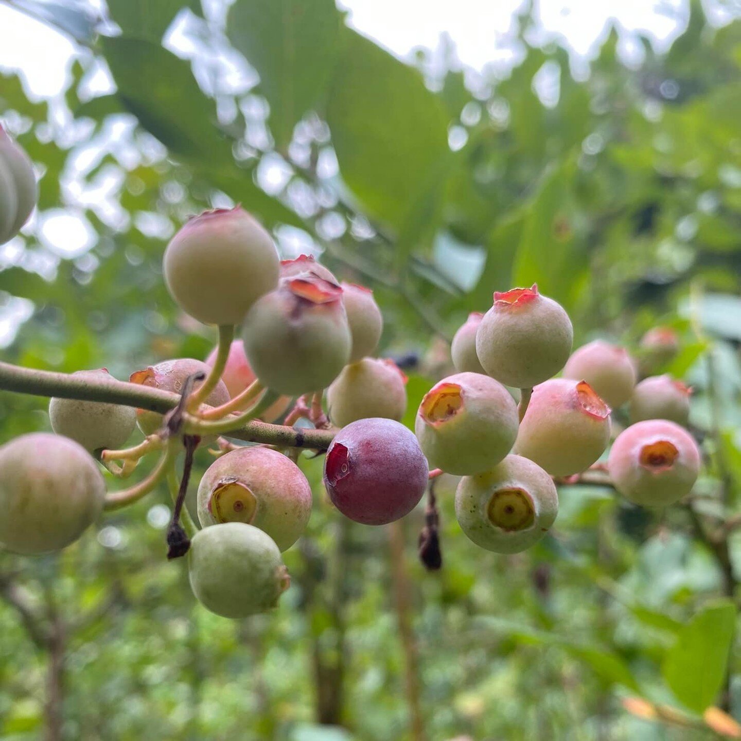 One of our stops -the Long Branch Environmental Education Center - offers a wide variety of seasonal activities like berry-picking, birdwatching, hiking, tours, &amp; educational workshops! Call or email ahead to schedule a visit &amp; check out thei