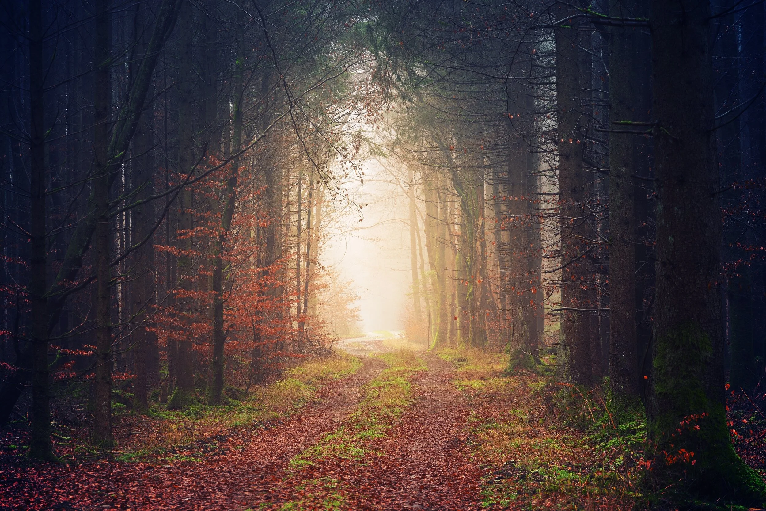 foresttrack.jpeg