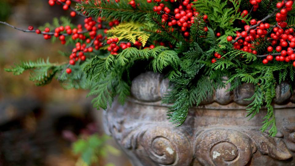 Here's a step by step on how I fill those beautiful urns: How To Design a Christmas Outdoor Floral Arrangement Step 1 Fill your outdoor container with soil or chicken wire (or a combo of both). If it's already cold enough that the dirt in your urn is hard or frozen...that's okay...just grab a trowel and we'll make it work! Step 2 Add your THRILLER . These are the tall accents that go in the middle of the arrangements. I like to use something tall in random heights. It could be spruce tops, birch branches, simple twigs (long and tall) from your yard that are spray painted (like the pic above) or an large Christmas ornament like a large ball. Step 3 Add your SPILLER . I love to use Scotch Pine and Cedar branches from the local garden store. I use a pruner to cut them down to size and just insert them into the outer rim of the container. I like the look of fullness so I first put in the Cedar branches and then filled in any gaps with the Scotch Pine branches. I design the FILLERS so they splash over the rim of the container. KEY TiP: Don't throw anything out---even branches that barely have anything left on them! Step 4 Add your FILLER . This could be winterberry, large pieces of spruce, dried floral---ANYTHING that is full and lovely and fills in the gaps. Make sure you have enough of it to work all around the urn. We don't want it looking skimpy! I place them about one third lower than the tallest THRILLER branches just to create different levels in the arrangement. Use a wire cutter to trim the stems and just inserted them into the soil. Step 5 Add EMBELLISHMENTS . Again, this could be smaller ornaments, sparkly branches, silk branches in a vibrant color or metallic. Most floral supply stores sell small gold/silver/red balls clustered together and those are great to add in some sparkle. Ribbon or bows are also a nice touch at this last stage! Optional It's always great to add a strand of mini outdoor lights around the arrangement. The battery operated are great!