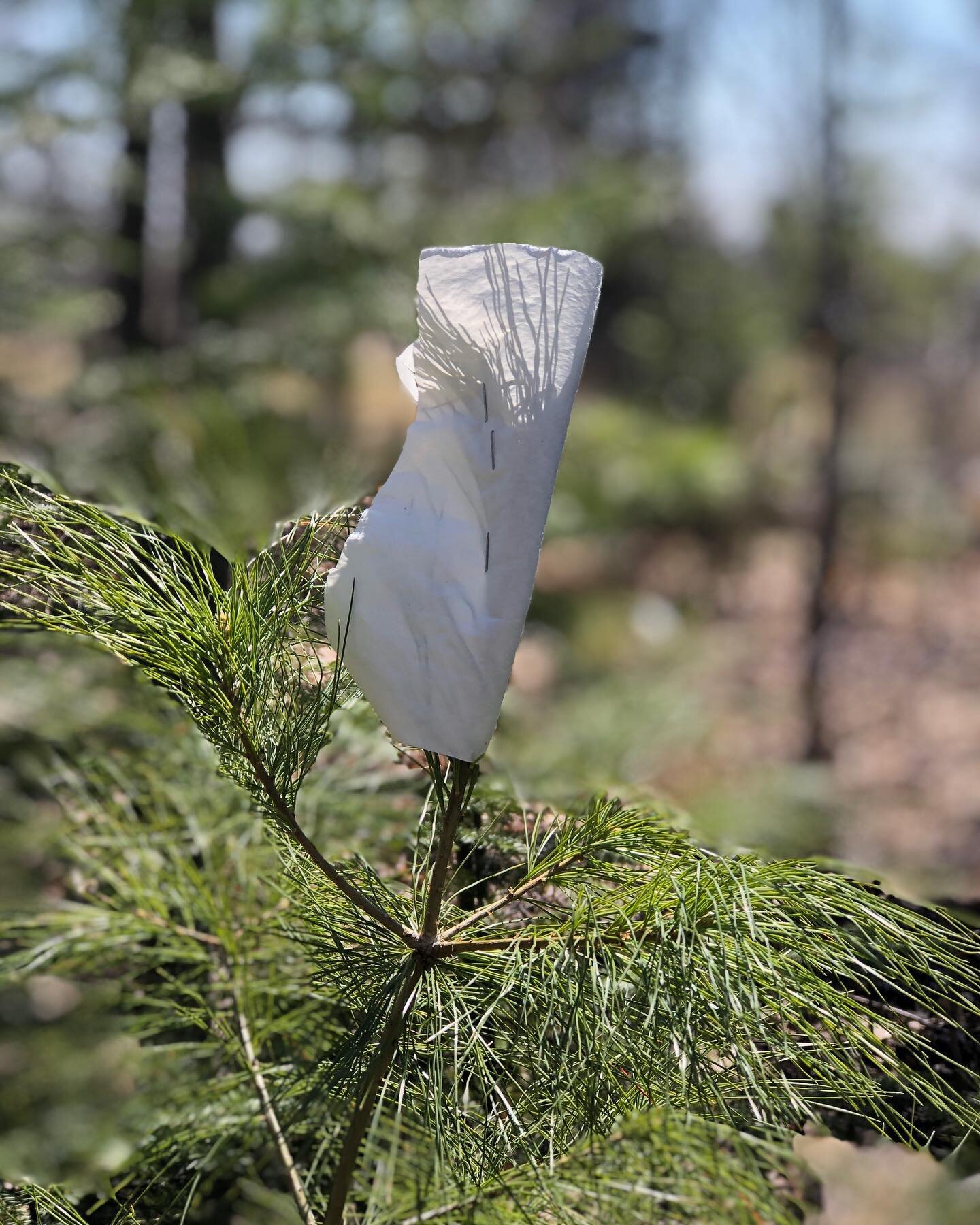 Happy #earthday from my little corner of the planet.  It&rsquo;s not much, but here&rsquo;s a successful example of bud capping a White  Pine last fall to protect the terminal bud from winter deer browse.  Even with snow, sun, and rain, the paper did