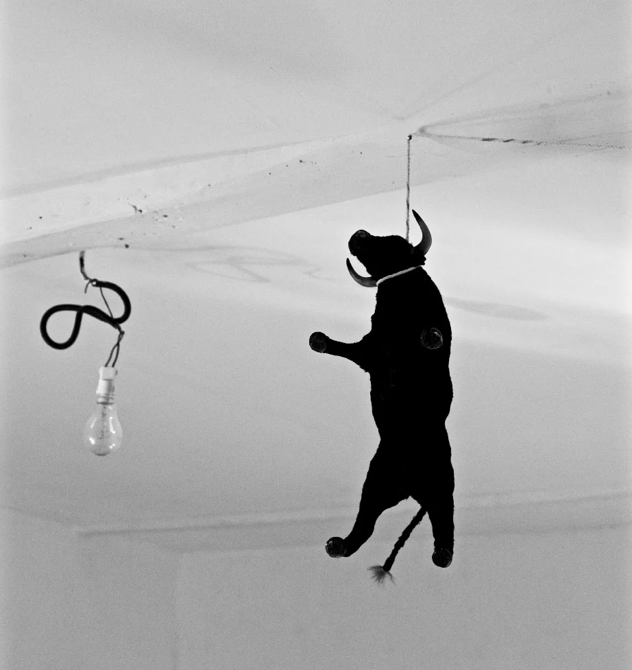 l'appel sauvage