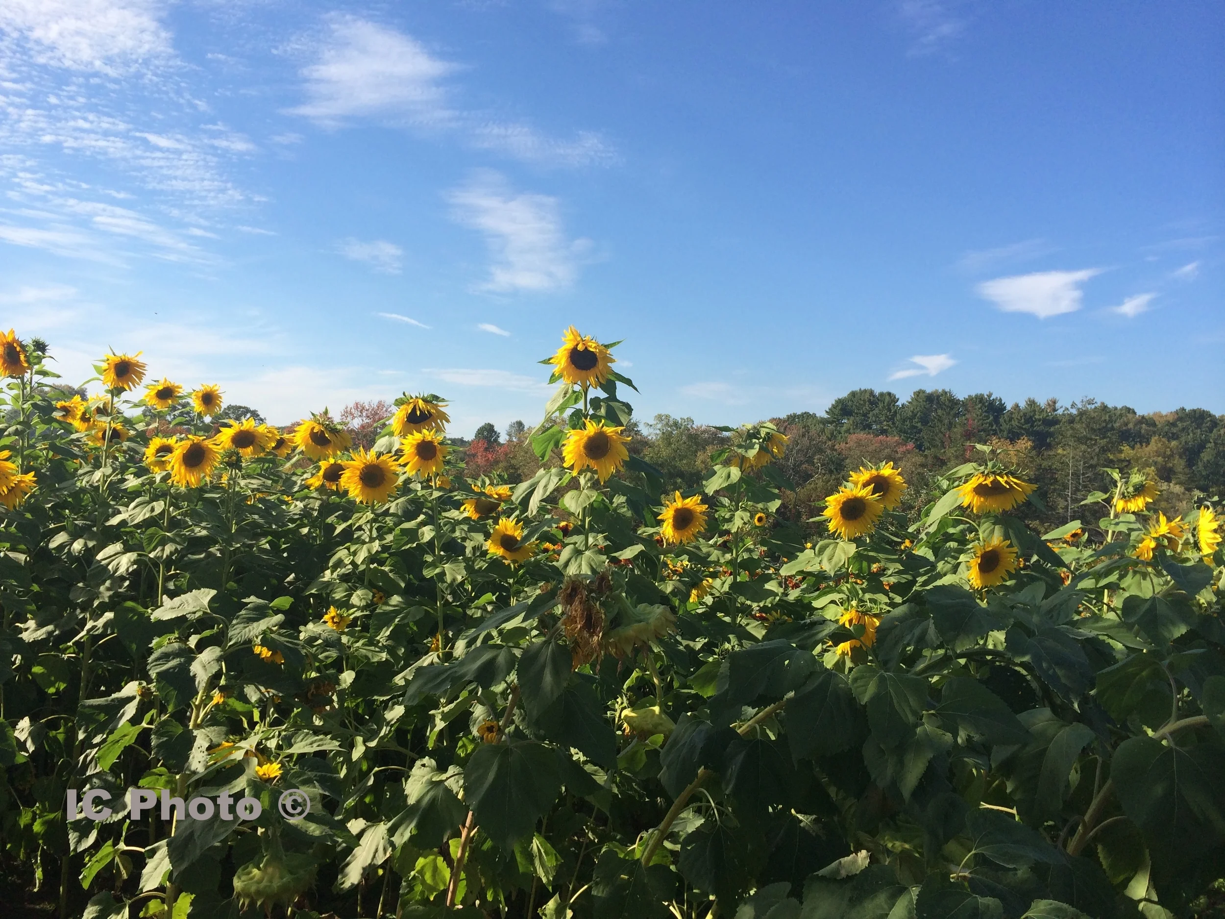Sunflowers