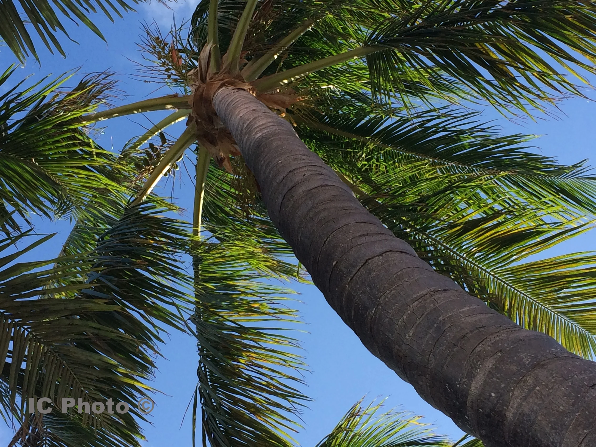 The Palm