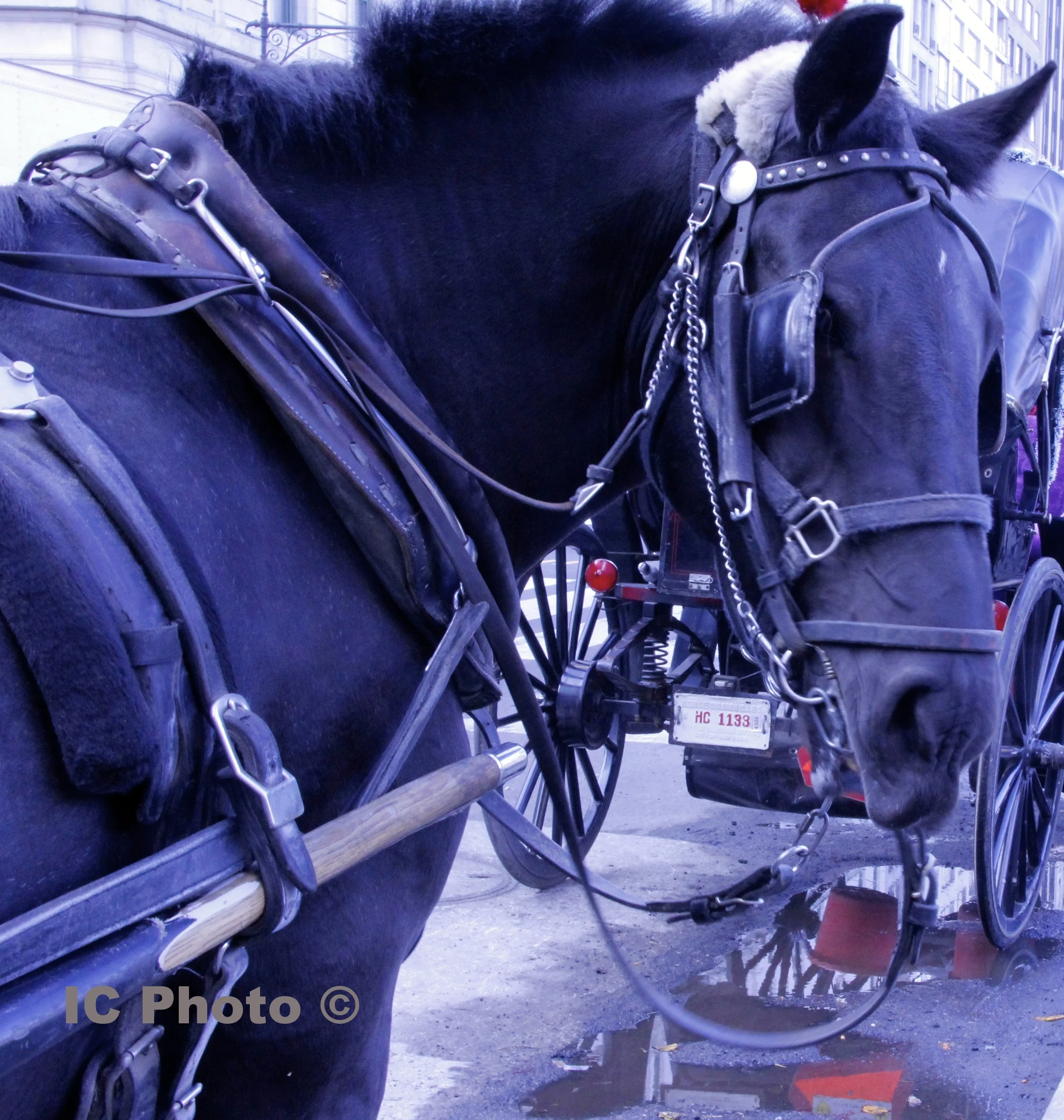 Equestrian Blue