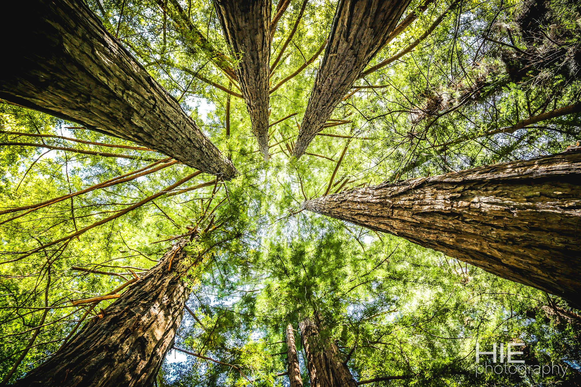 Redwoods in California