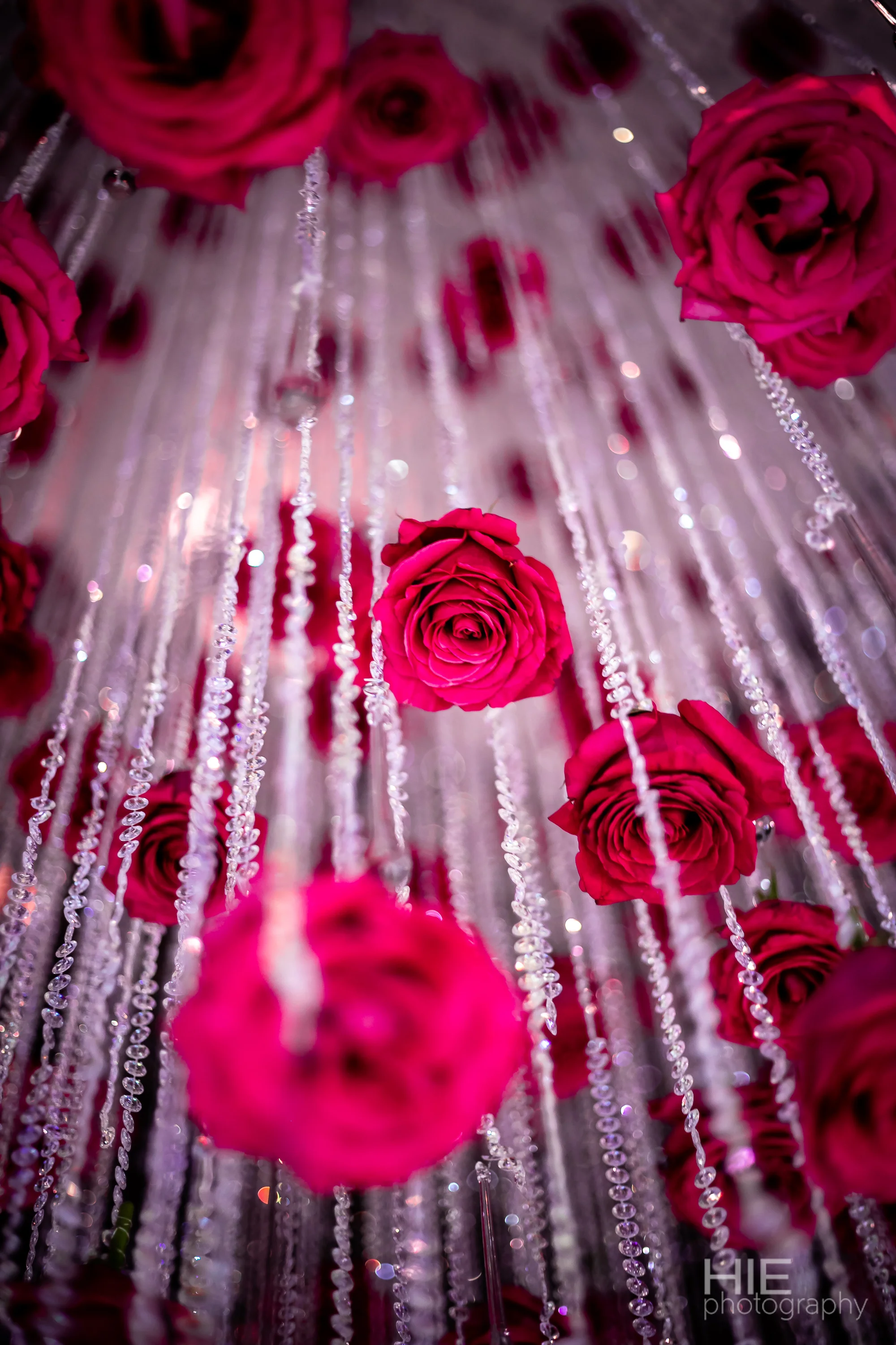 Waterfall of roses