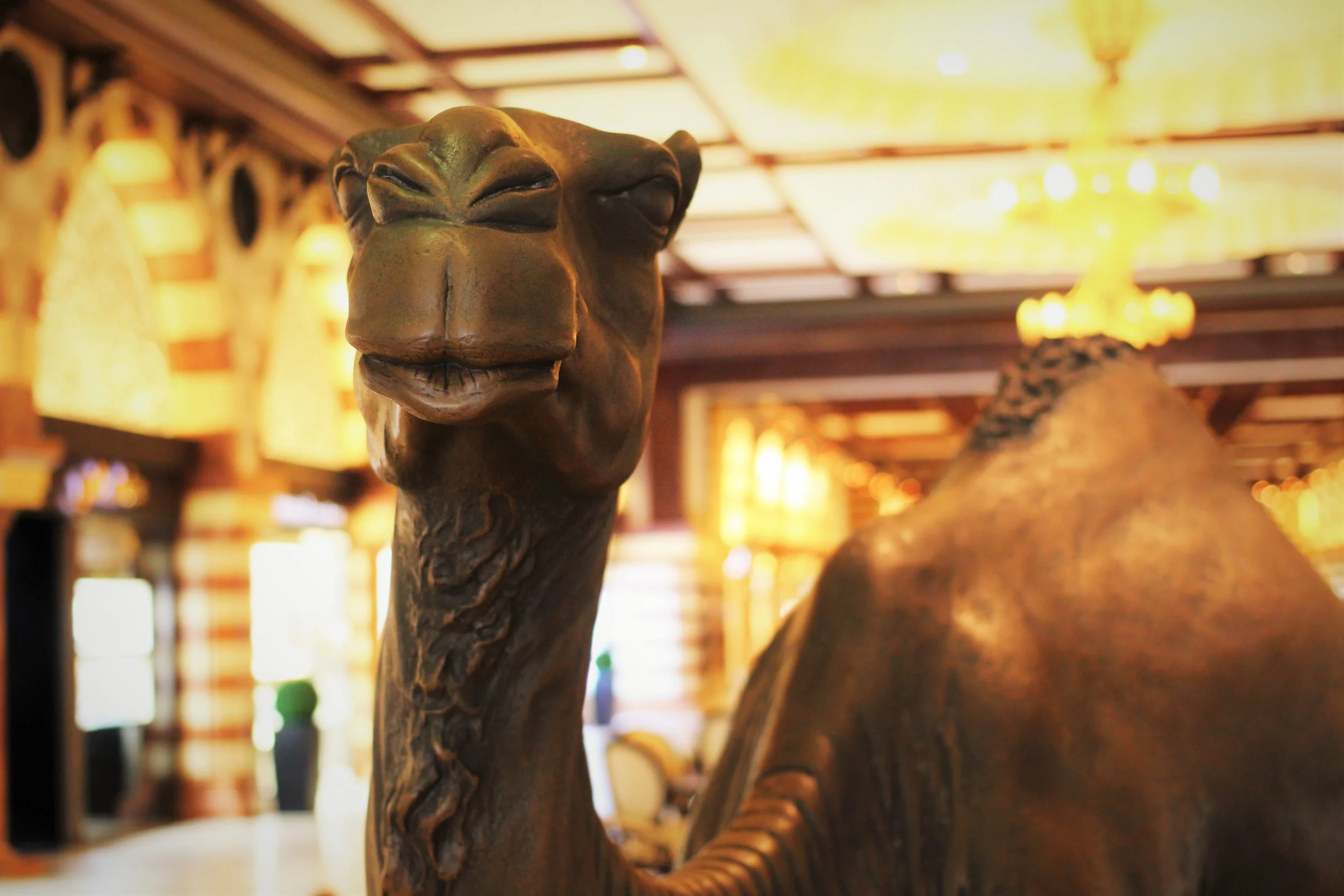 Camel