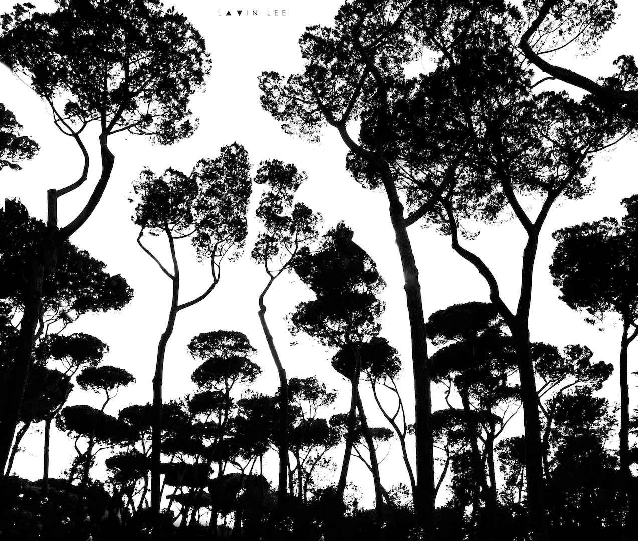 Canopy.jpg