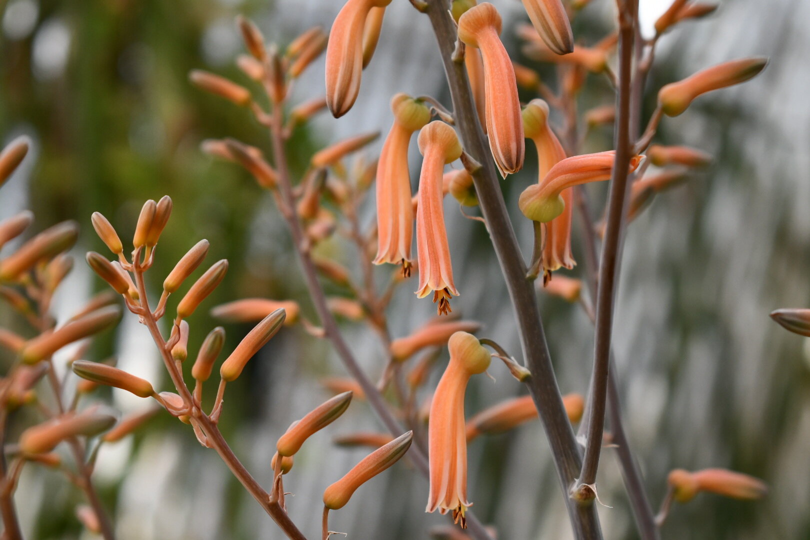 DSC_1233.JPG