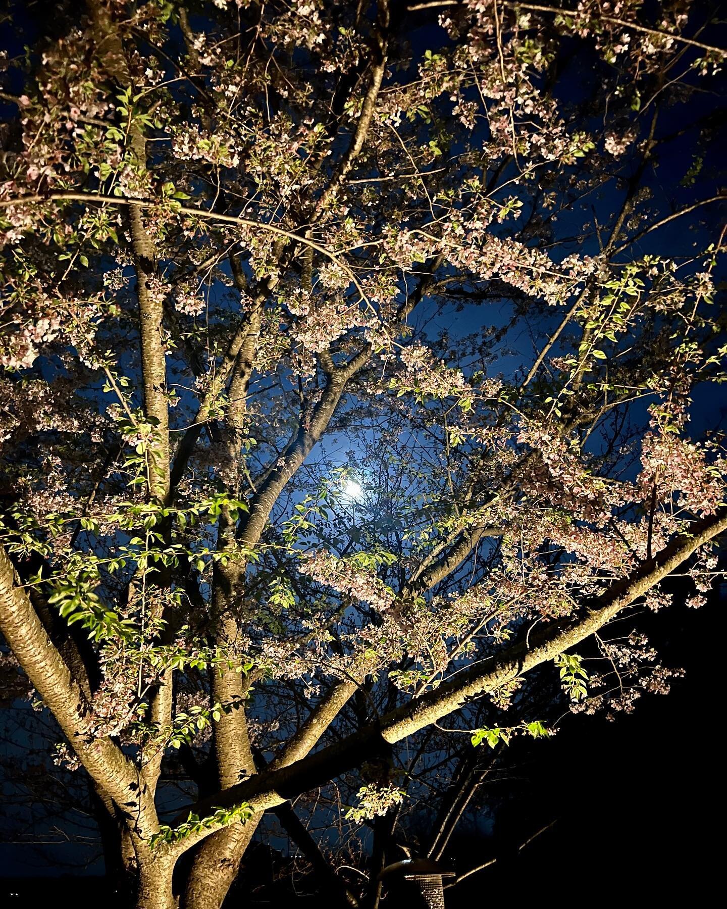 Last nights moon with the cherry blossoms was a vibe 🌸🌝

#iphonephotography #iphone13 #whenthemoonhitsyourtree #cherryblossoms #nighttimephotography #fullmoonrising