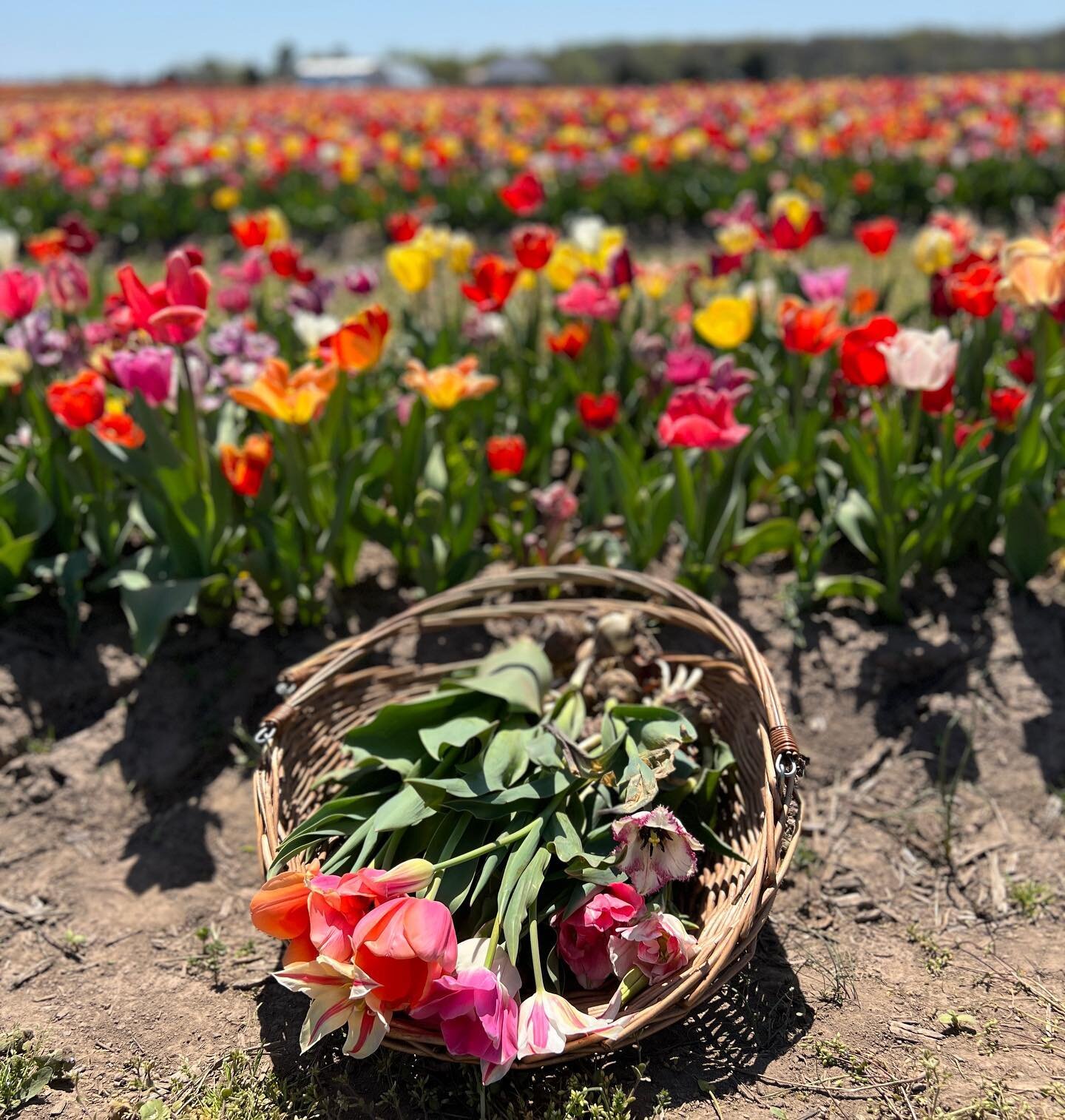 I had the best time yesterday stocking up on rare tulips for next spring. I have a stash of all pink I&rsquo;m going to mix next to our pool.🦩🌷.I went in with navy Birkenstocks and came out with beige. 
#tulipseason #tulipfields #floralarrangement 