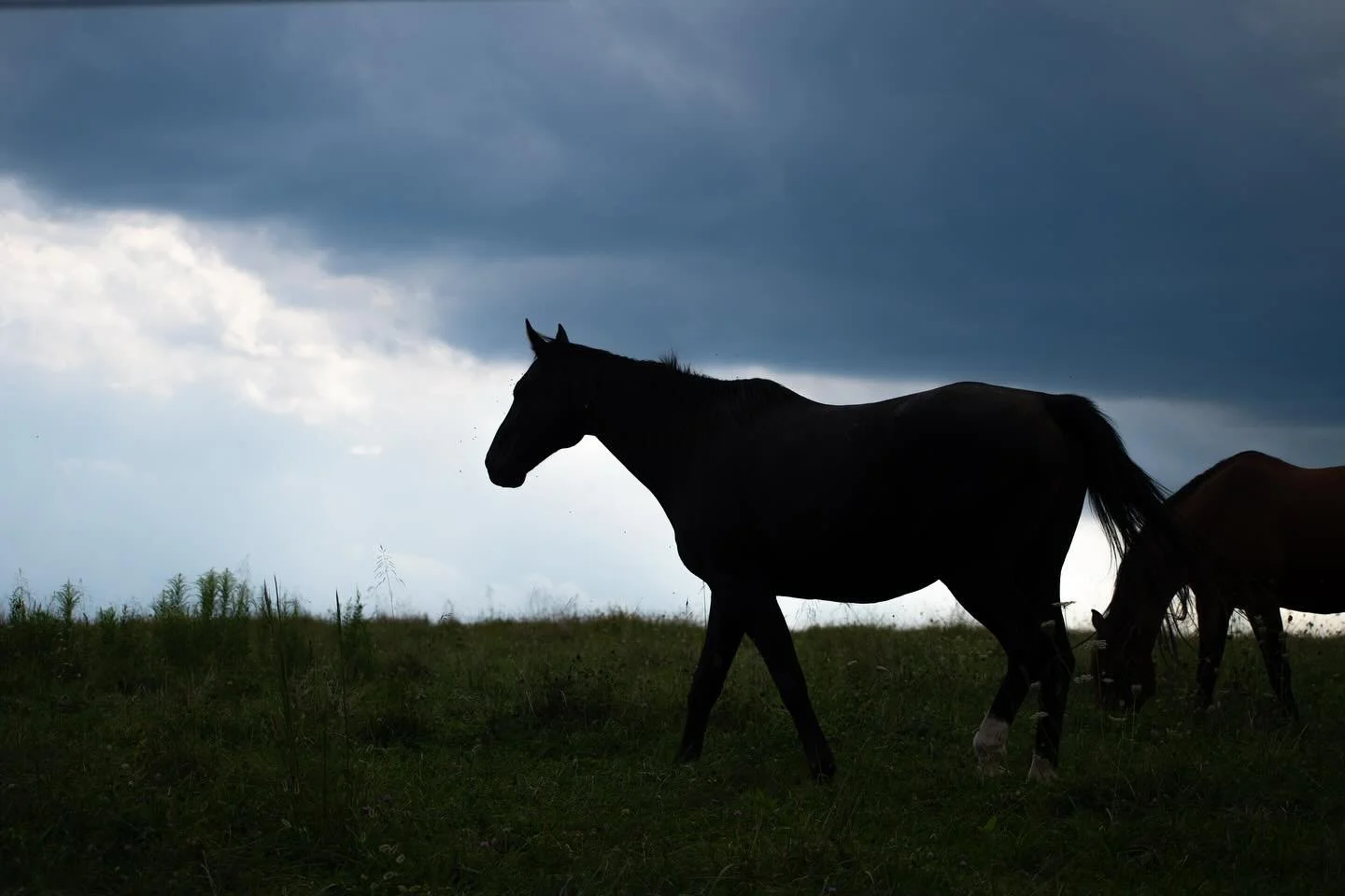 Horses before the storm last weekend. 🐴⚡️

#behindthefence #moodyblues #equestrianphoto