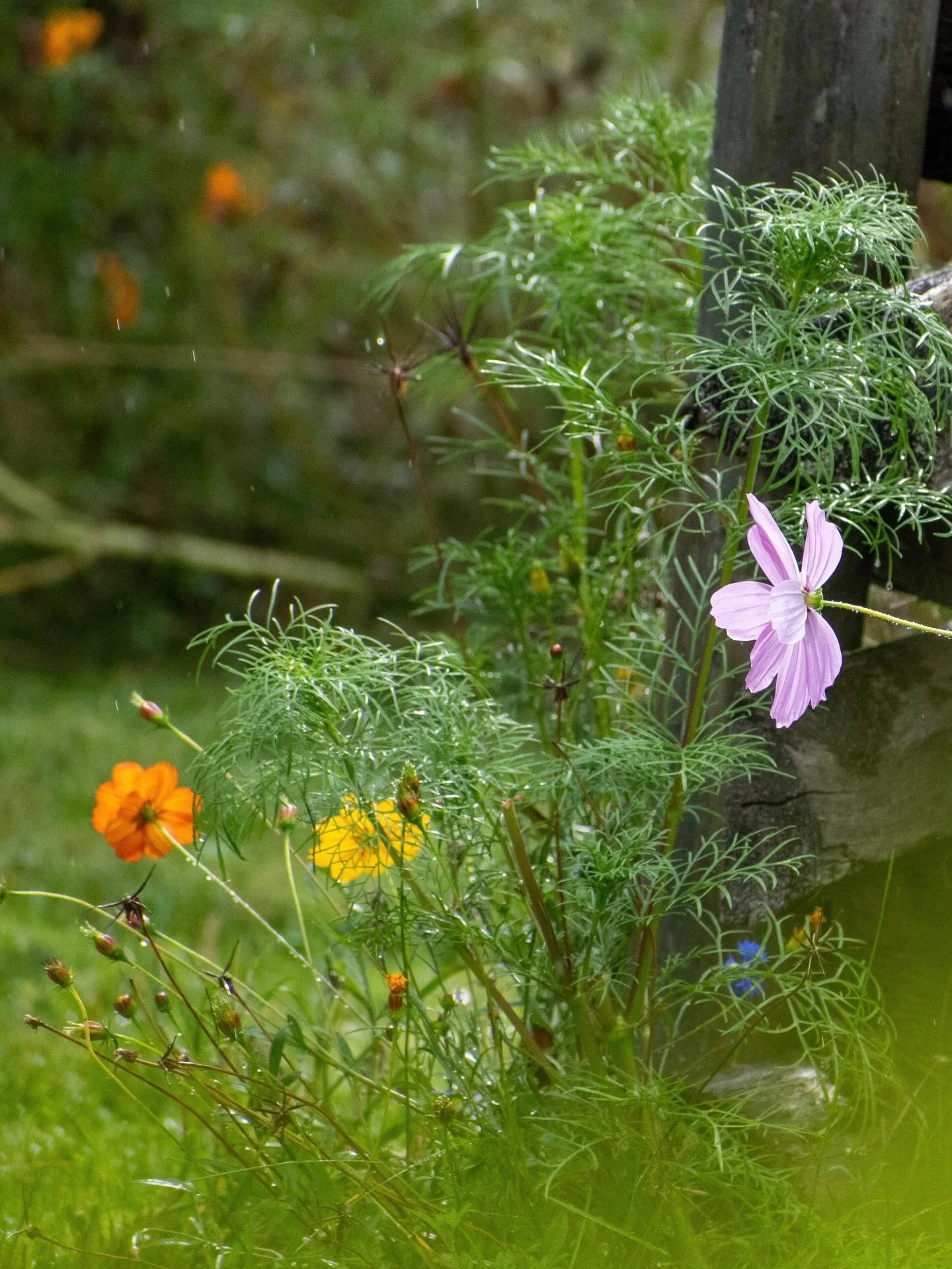 There&rsquo;s something about flowers and plants in the rain. 💧🌸 Pictures from @turtledove.farm 🕊️

#cosmosflower #fencelines #rainphotography