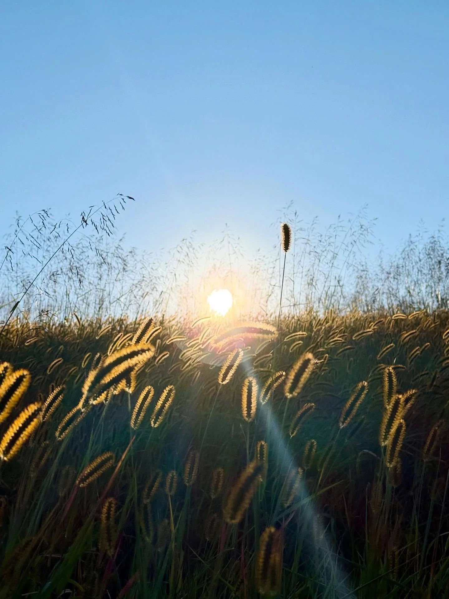 Pictures from a wedding last month at @mtindependence in Delaplane. It has beautiful views of the mountains and the purpletop and foxgloves made a dreamy sea of purple and yellow in the background. 🌾

#newweddingvenue #vaweddings #virginiaweddingven