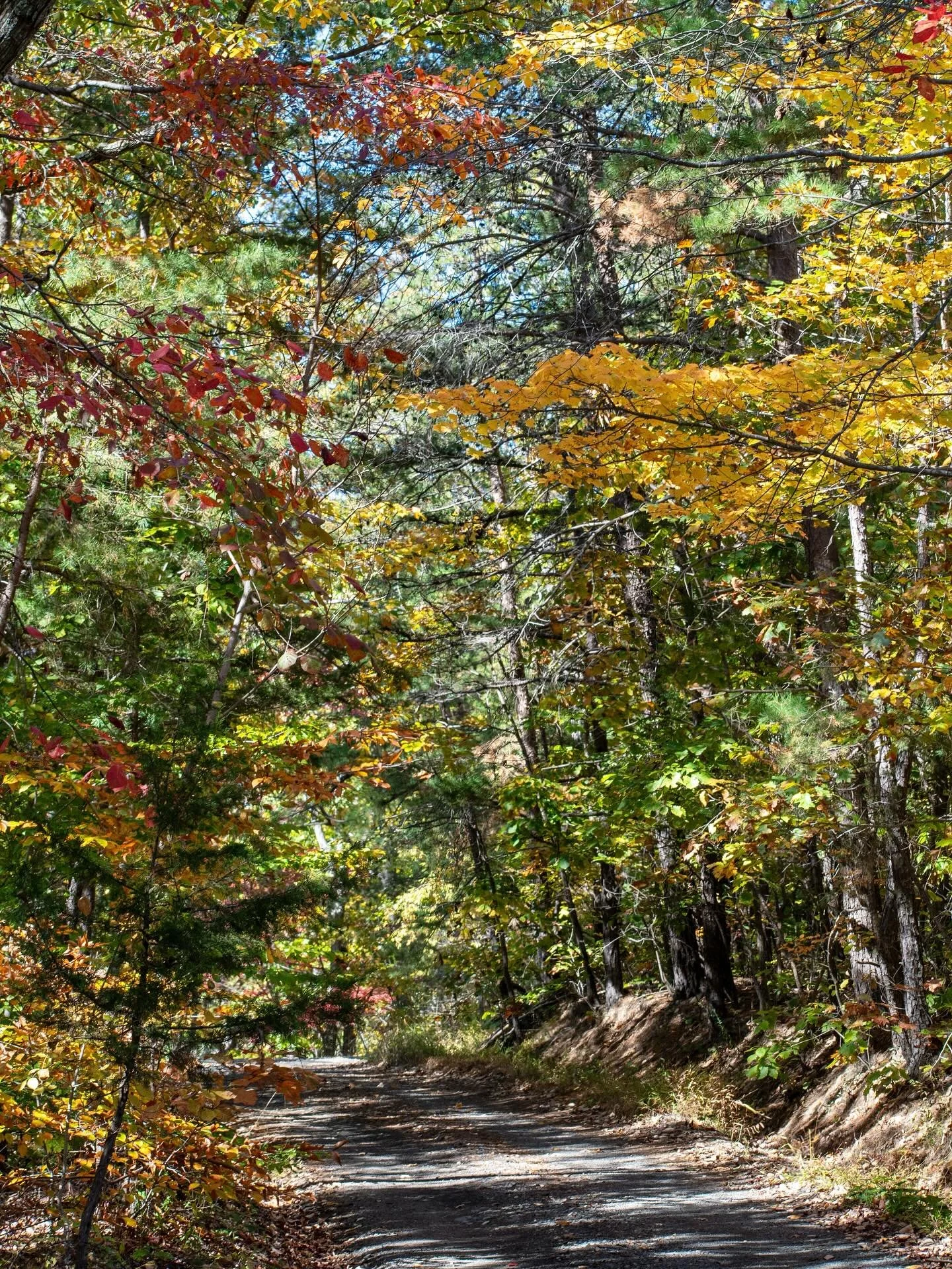I&rsquo;m sorry for what I said when I just needed to get a matcha and walk around Target and go for a back road drive to see my friend on the mountain. 💁🏻&zwj;♀️🍂🍵

#fallinvirginia #foliagelove #bullrunmountains