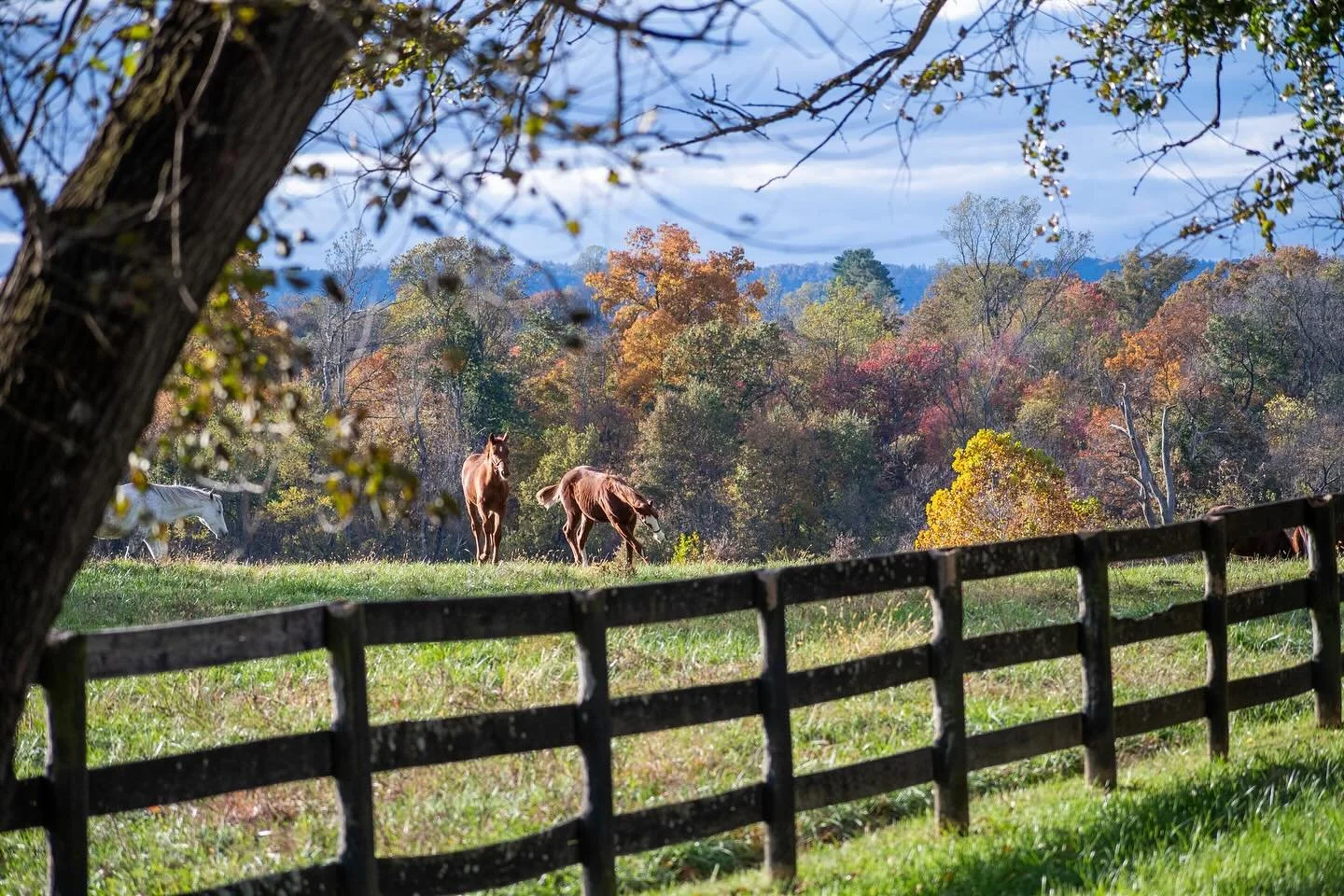Peak fall on the farm. 🪄🍁