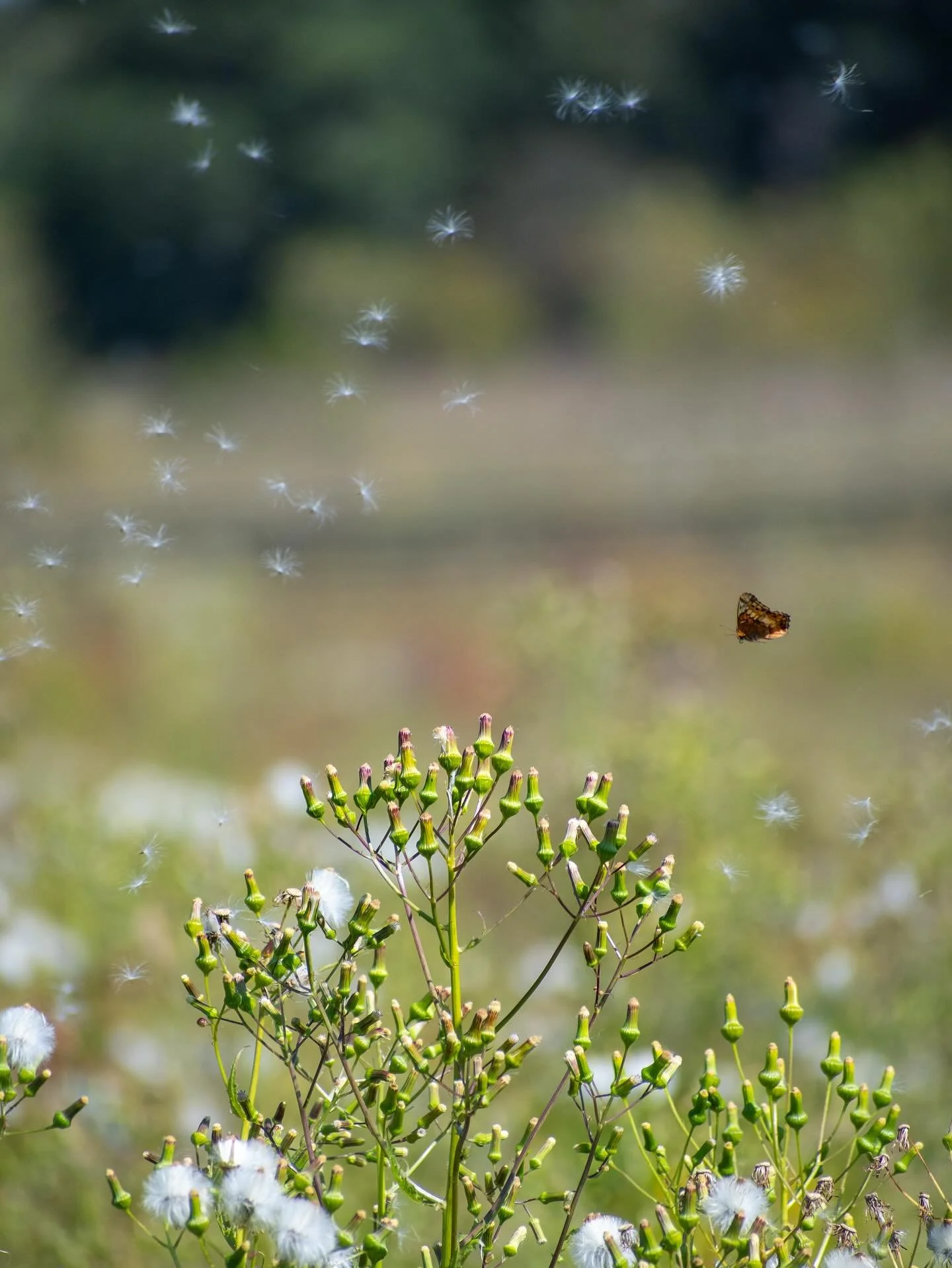 Things I&rsquo;m going to miss most this fall &amp; winter: butterflies, warm sun, and greenery in abundance. 🦋☀️🌳

#butterfliesoftheworld #naturelovers #dreamylittleplaces