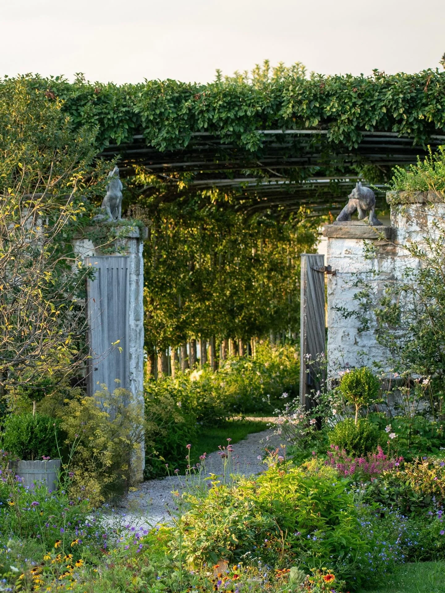 One of my favorite shoots of the garden this year.📷 🌻

Late summer sunset. 8.15.25

#goldenhourmagic #overthegardenwall #nikond7500