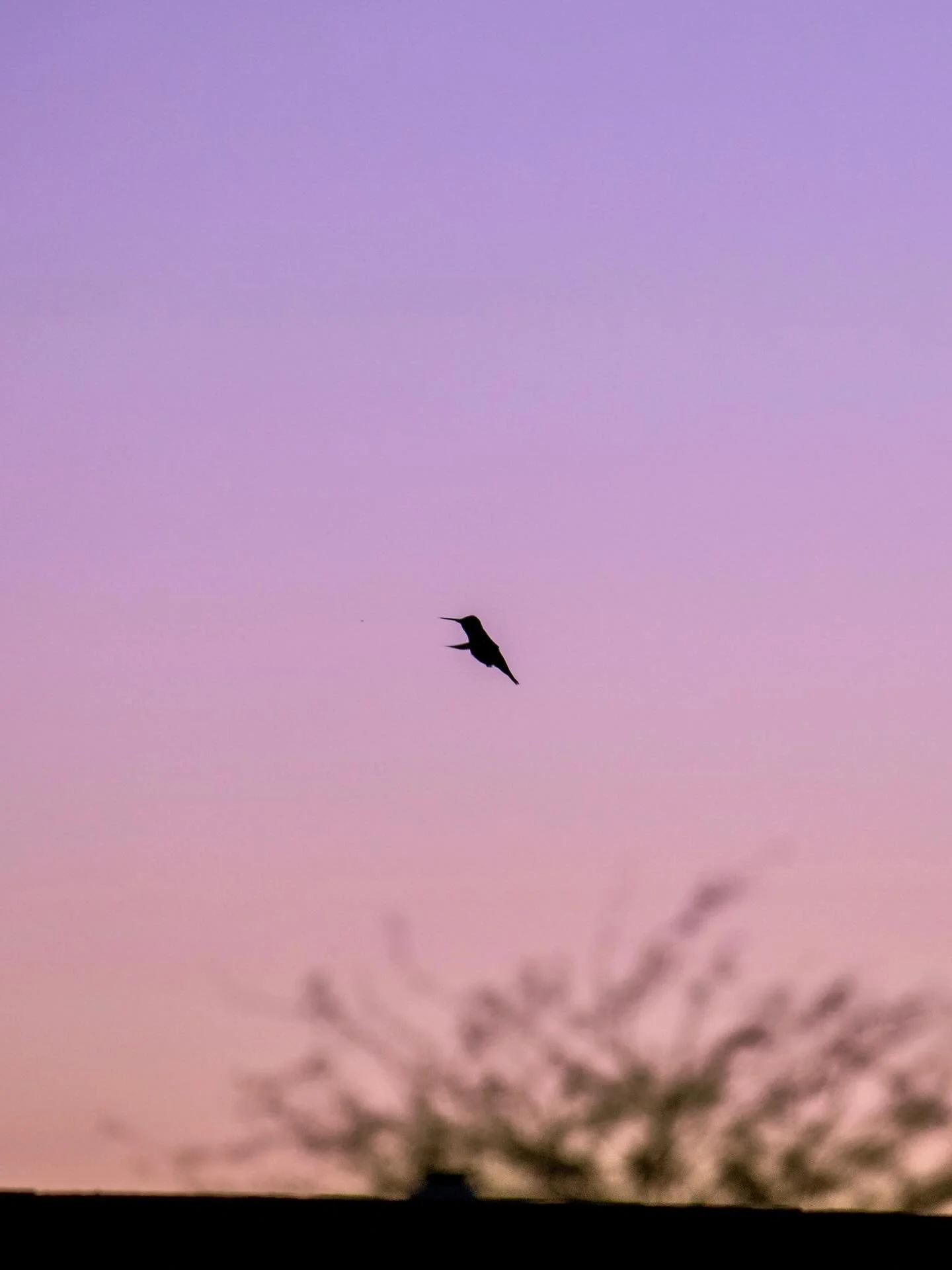 Sunset hour from my Mom&rsquo;s backyard, and I finally got close to a hummingbird.✨My Grandma was there and said, &ldquo;every good photographer knows you have to wait.&rdquo; I hated her taking my photo growing up, but now I appreciate it because w