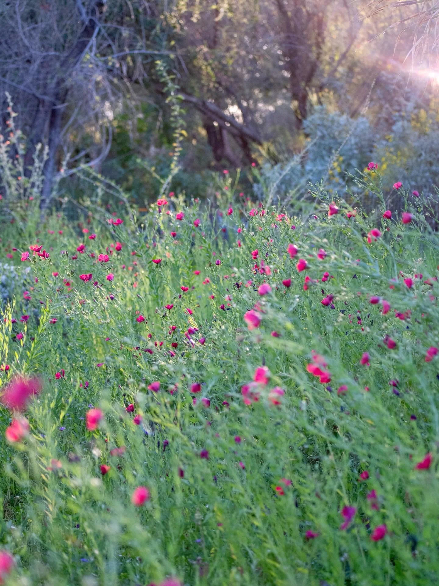 Some favorites from the Desert Botanical Garden at golden hour. Can you find the hummingbird?