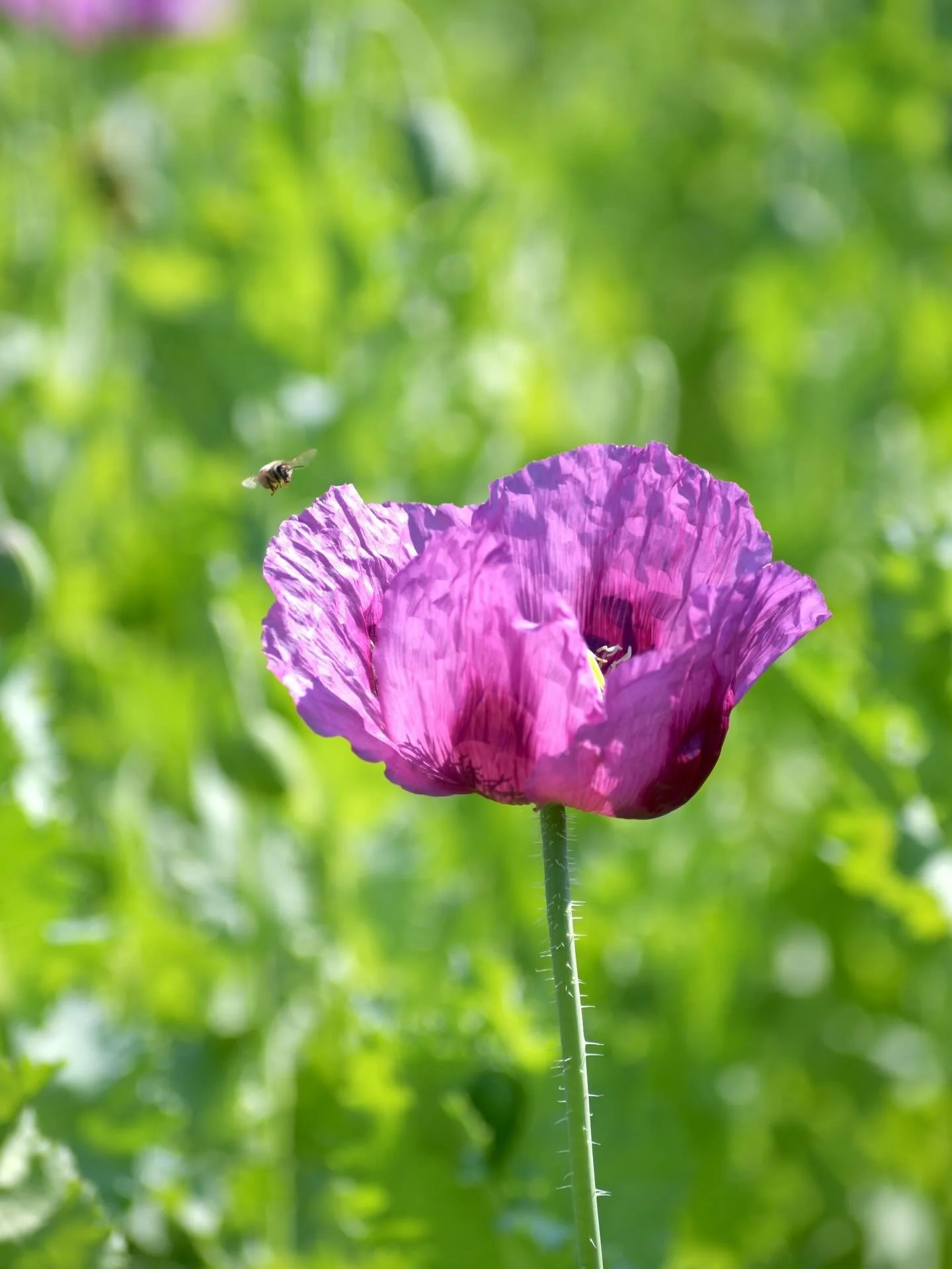 Poppies &amp; pollinators. 🌸🐝

6.4.25