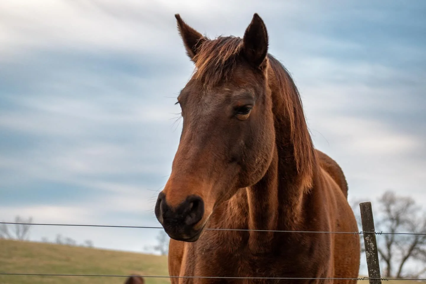 A little visitor this morning on my way to work. I had to get out and give pets.🐴