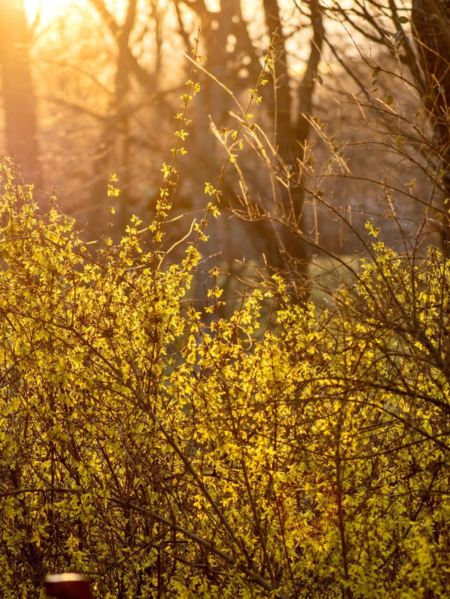For what? Forsythia.💛A lot of people don&rsquo;t like this plant because it&rsquo;s so garish and bright against the dull early spring landscape. Like daffodils on steroids. I personally love the pops of color and it reminds me that warmer days are 