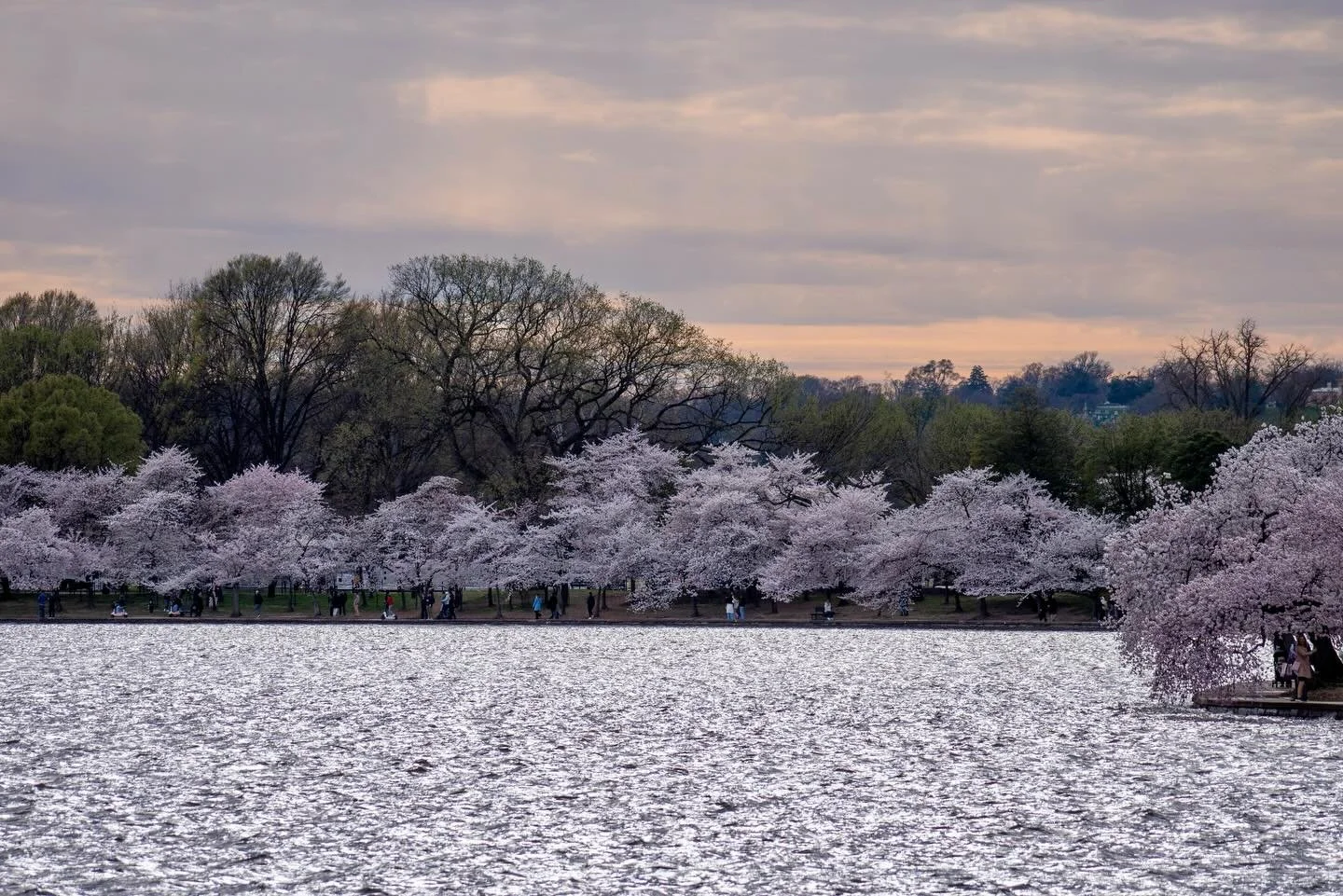 Shots of the cherry blossoms in DC the day before peak bloom. 🌸 
3.25.26