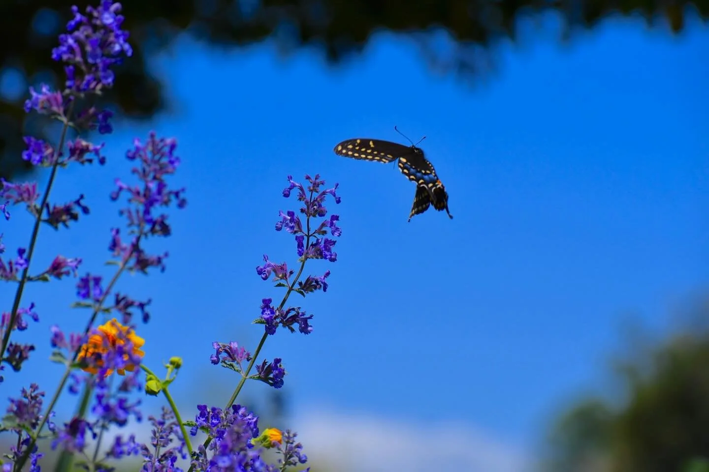 I&rsquo;m excited to share that Taking Flight and two more of my photos will be featured in @theartistsinmiddleburg Splendor of Spring exhibit from April 4-May 3. 🌱📷🦋 

I can&rsquo;t wait to check out all the amazing artwork in the exhibit!