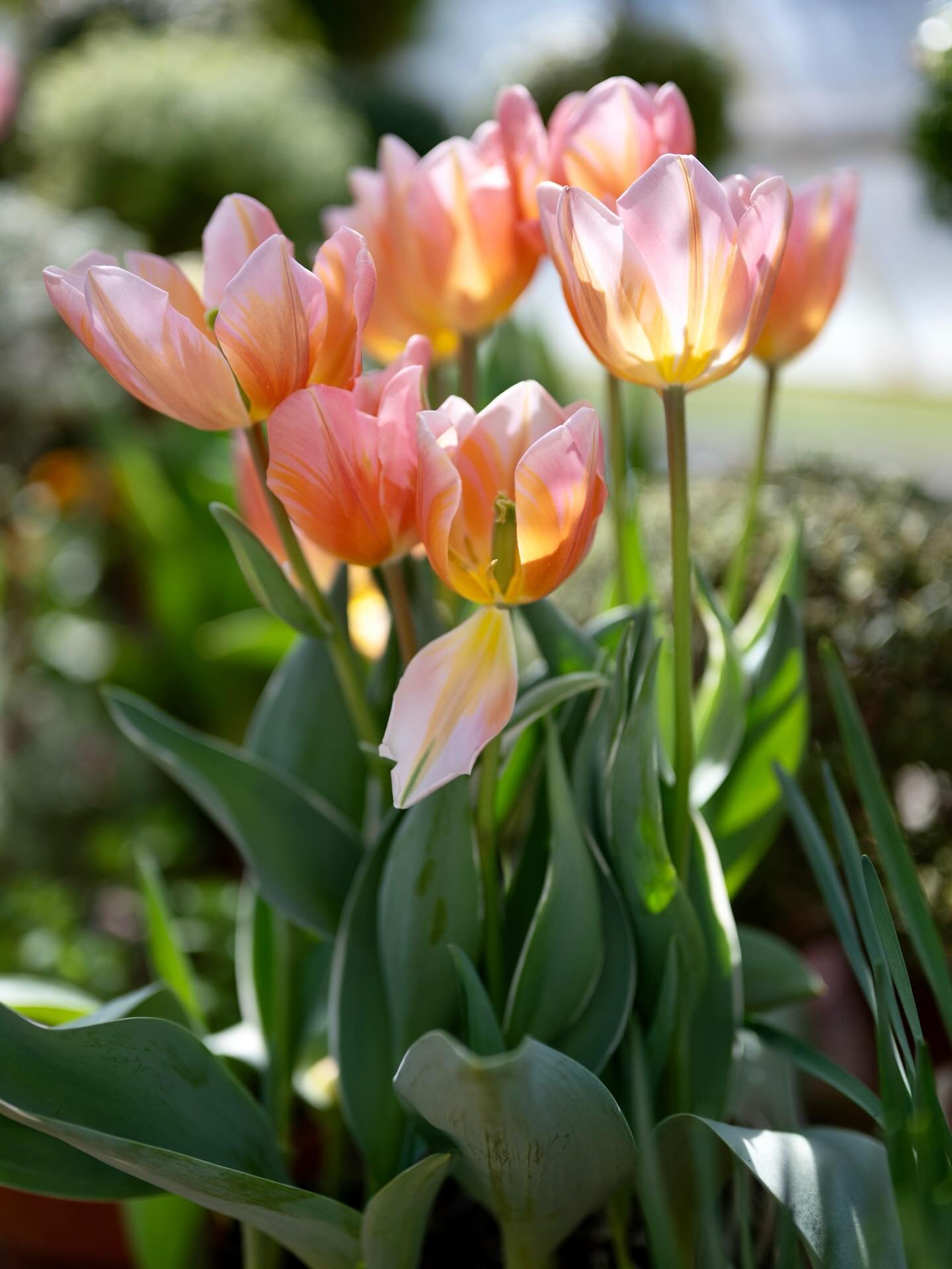 Happy Easter 🐇🌷