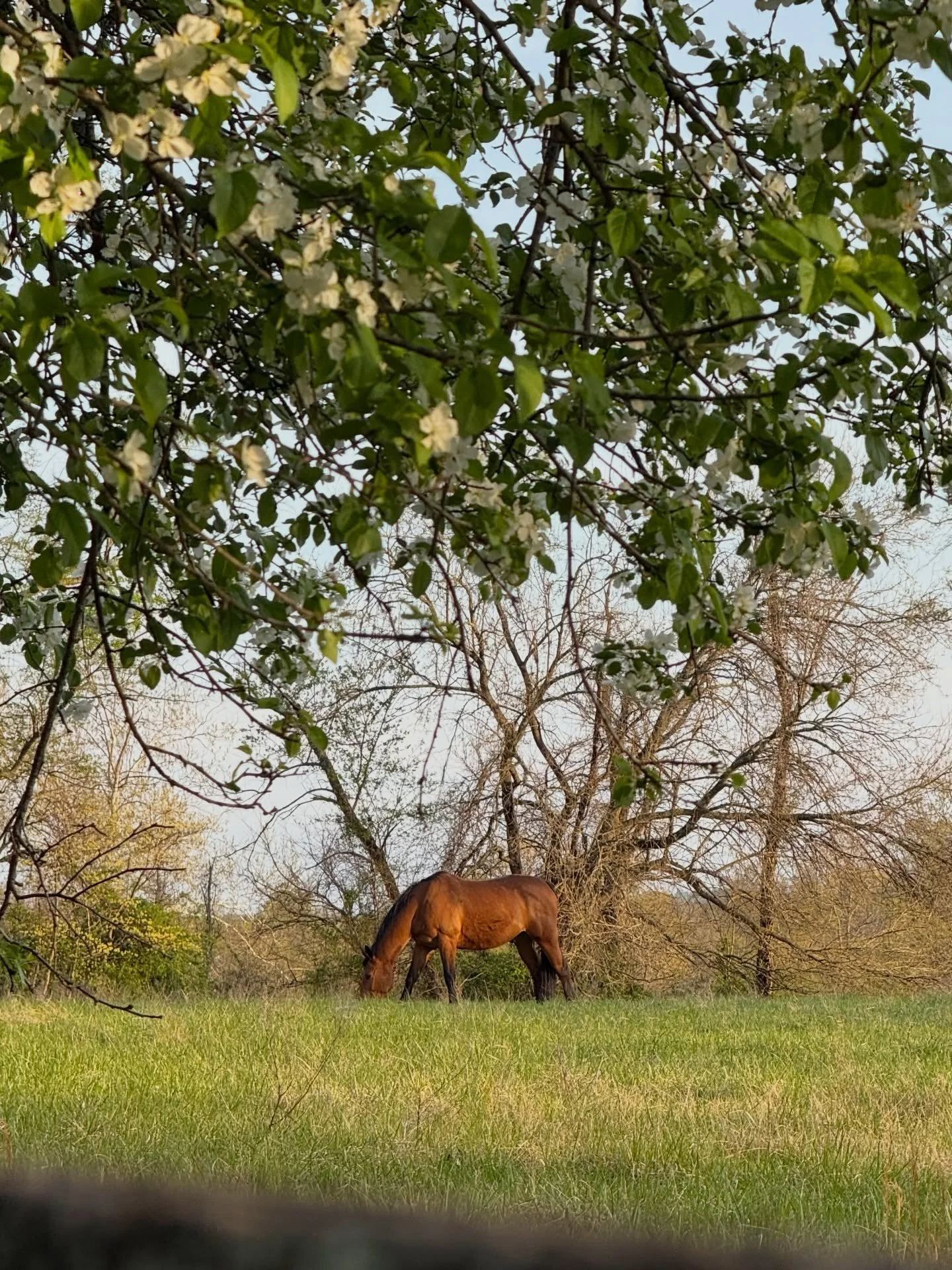 Random spring time sunsets, blossoms, and creatures from my cellphone this week &amp; last. 🌱