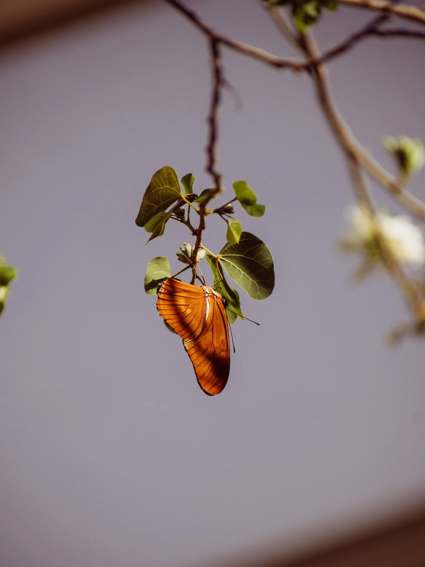 Butterflies of the @dbgphx 🦋

3.3.26