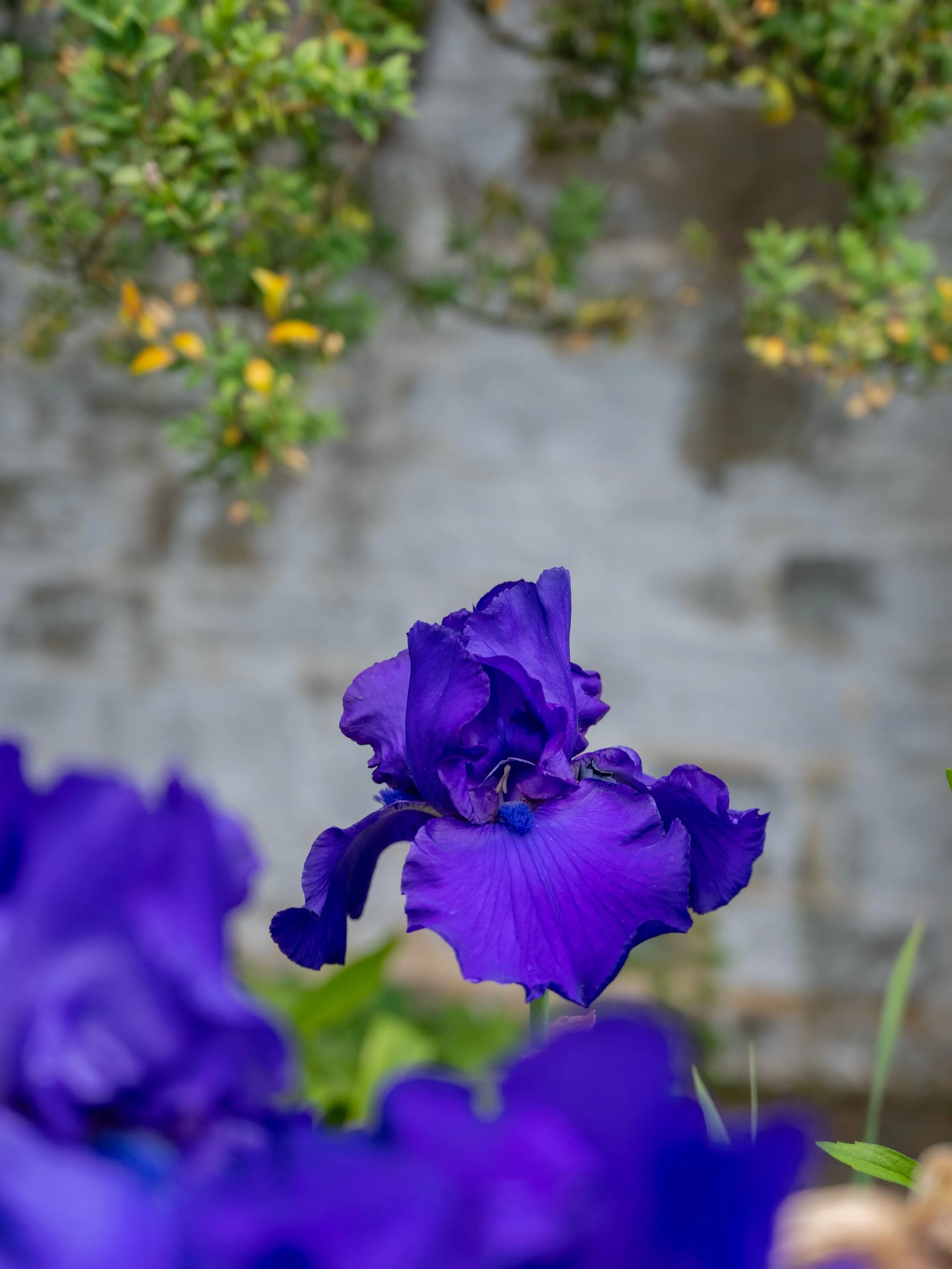There&rsquo;s something about the bold delicacy of the bearded iris. 🌱💜