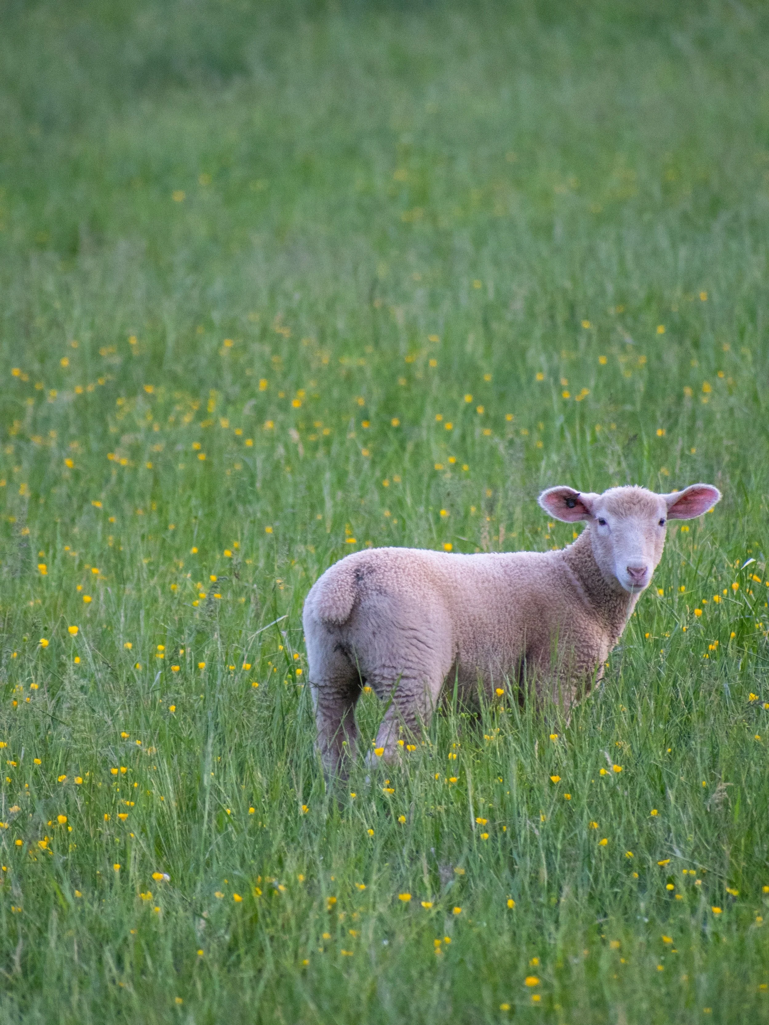 The cutest little lamb. 🥹🐑