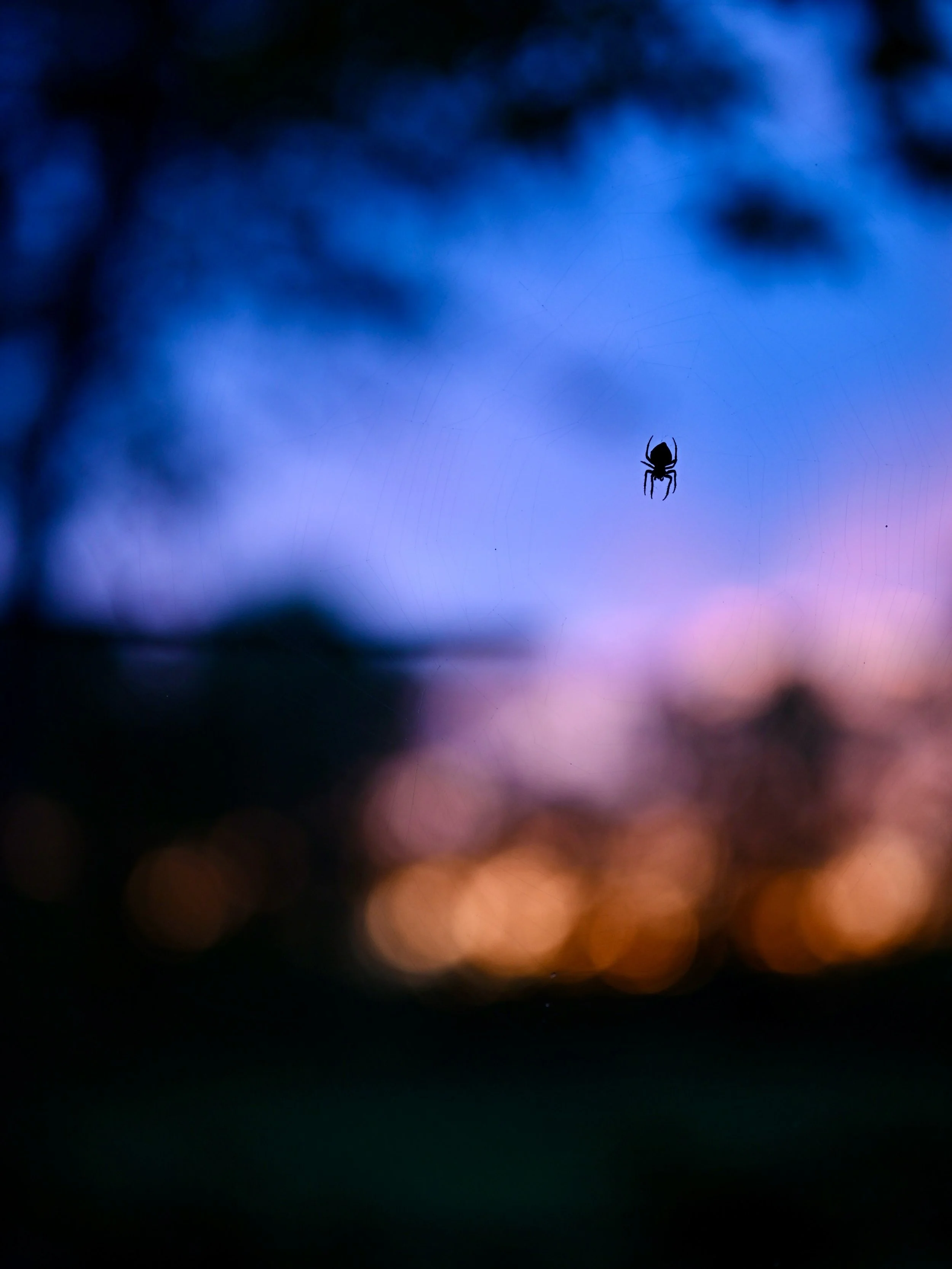 Same view, different focus. What&rsquo;s your favorite? 🕷️