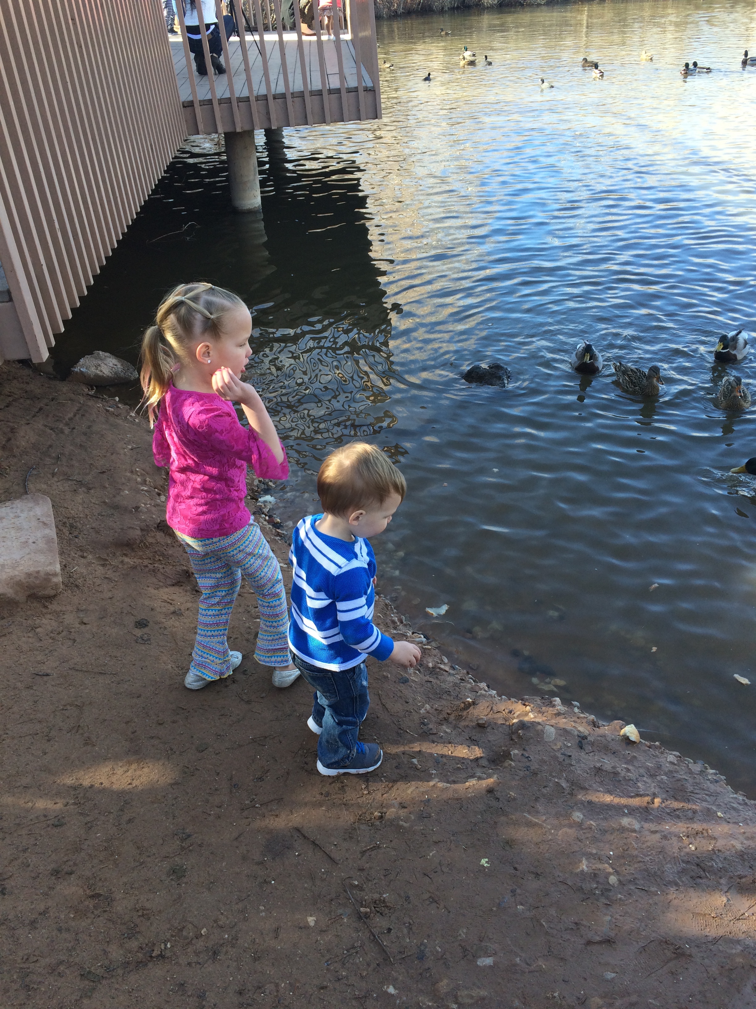 Feeding the ducks - January 23rd
