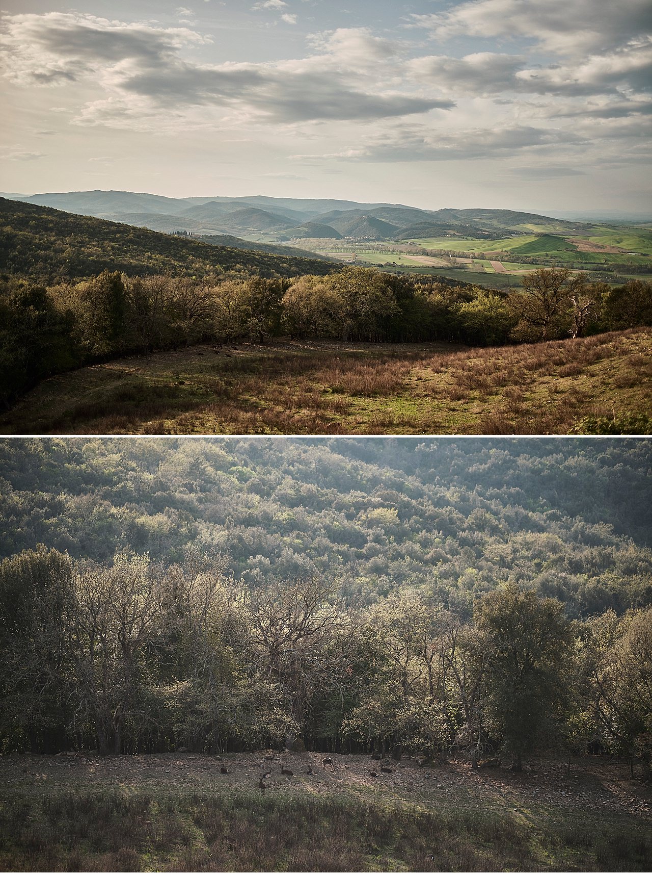  Servizio fotografico per il viaggio di nozze di sposi provenienti dal Messico, che hanno scelto la campagna intorno a Siena per il loro soggiorno da sogno. Castiglion del Bosco di ferragamo, vicino Montalcino è il luogo perfetto per passare alcuni g