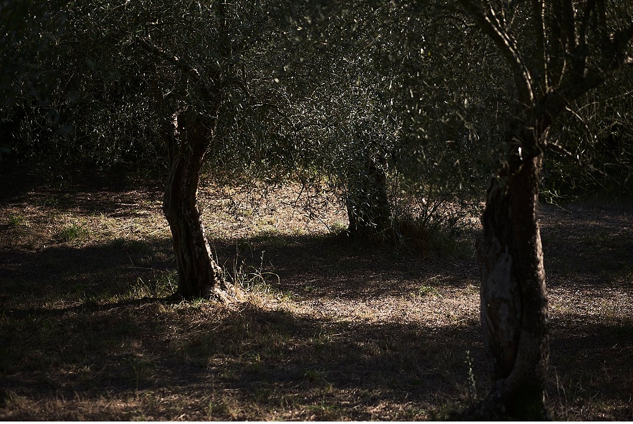  Bellissima casa rurale finemente ristrutturata immersa nel bosco alle pendici di Montopoli, in provincia di Pisa. La villa è stata arredata con elementi di pregio, di proprietà straniera. La piscina si affaccia su una vallata isolata. Il servizio fo