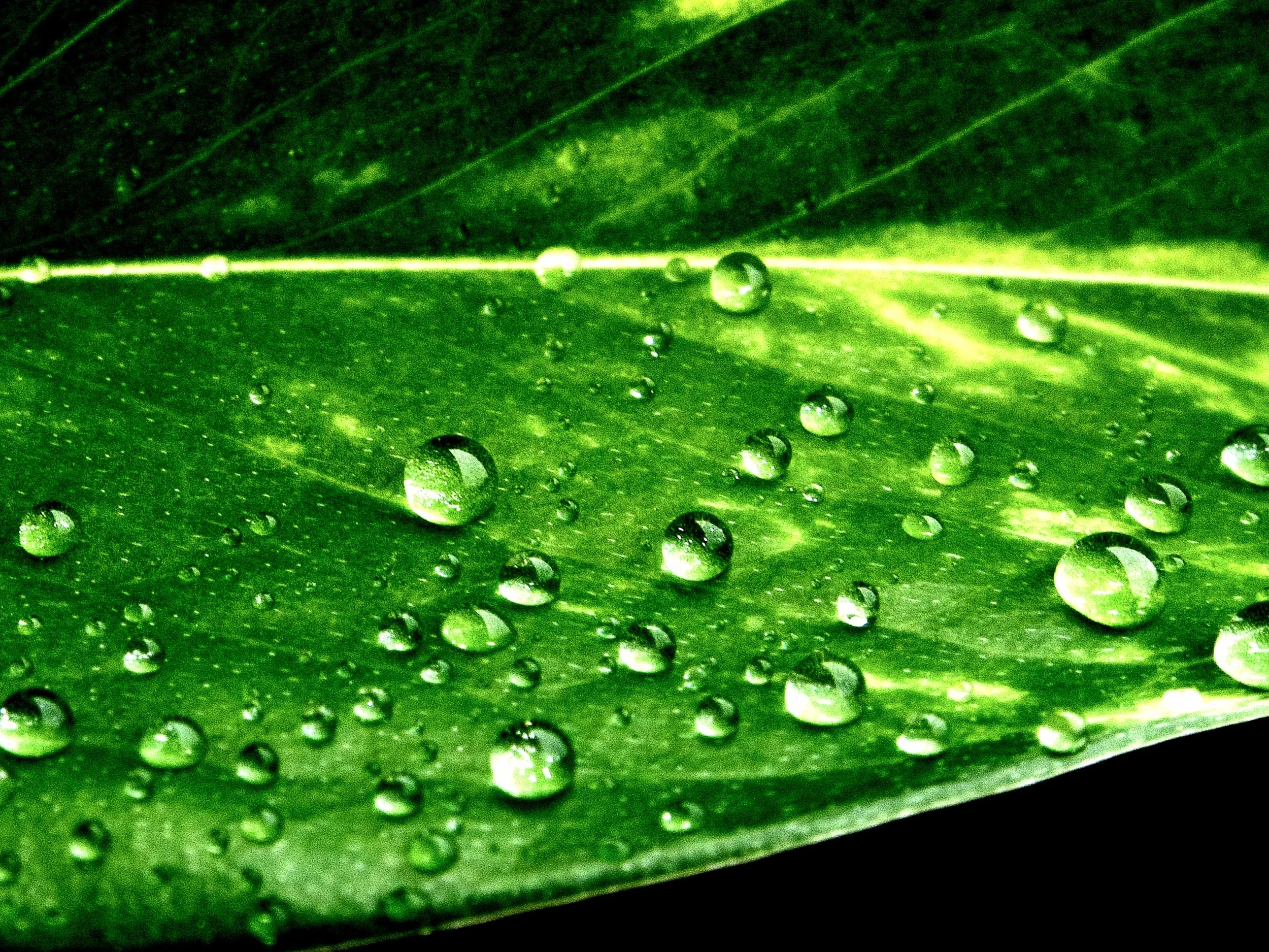 water leaf green.jpeg